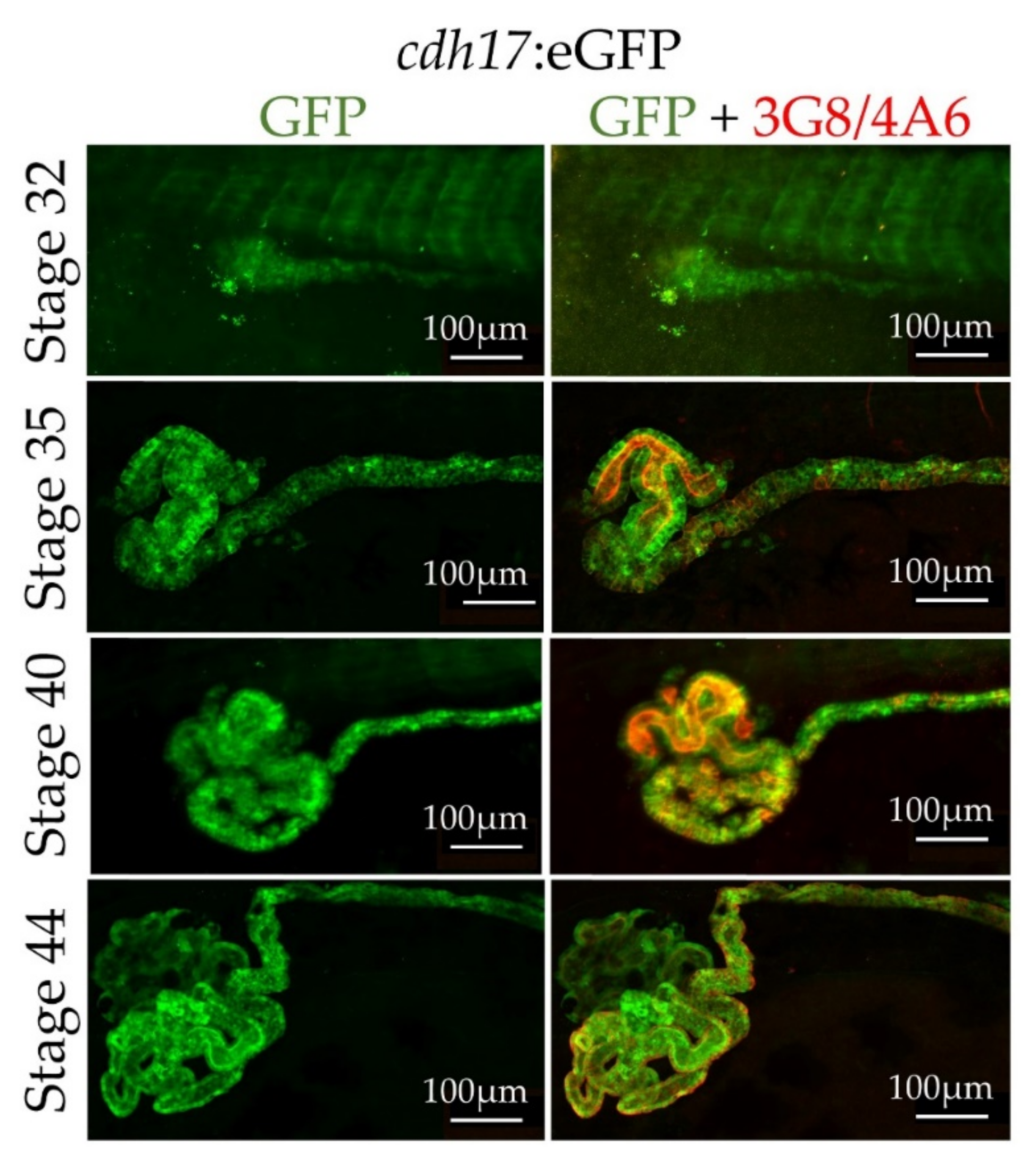 Genes 09 00197 g004 Genes 09 00197 g004