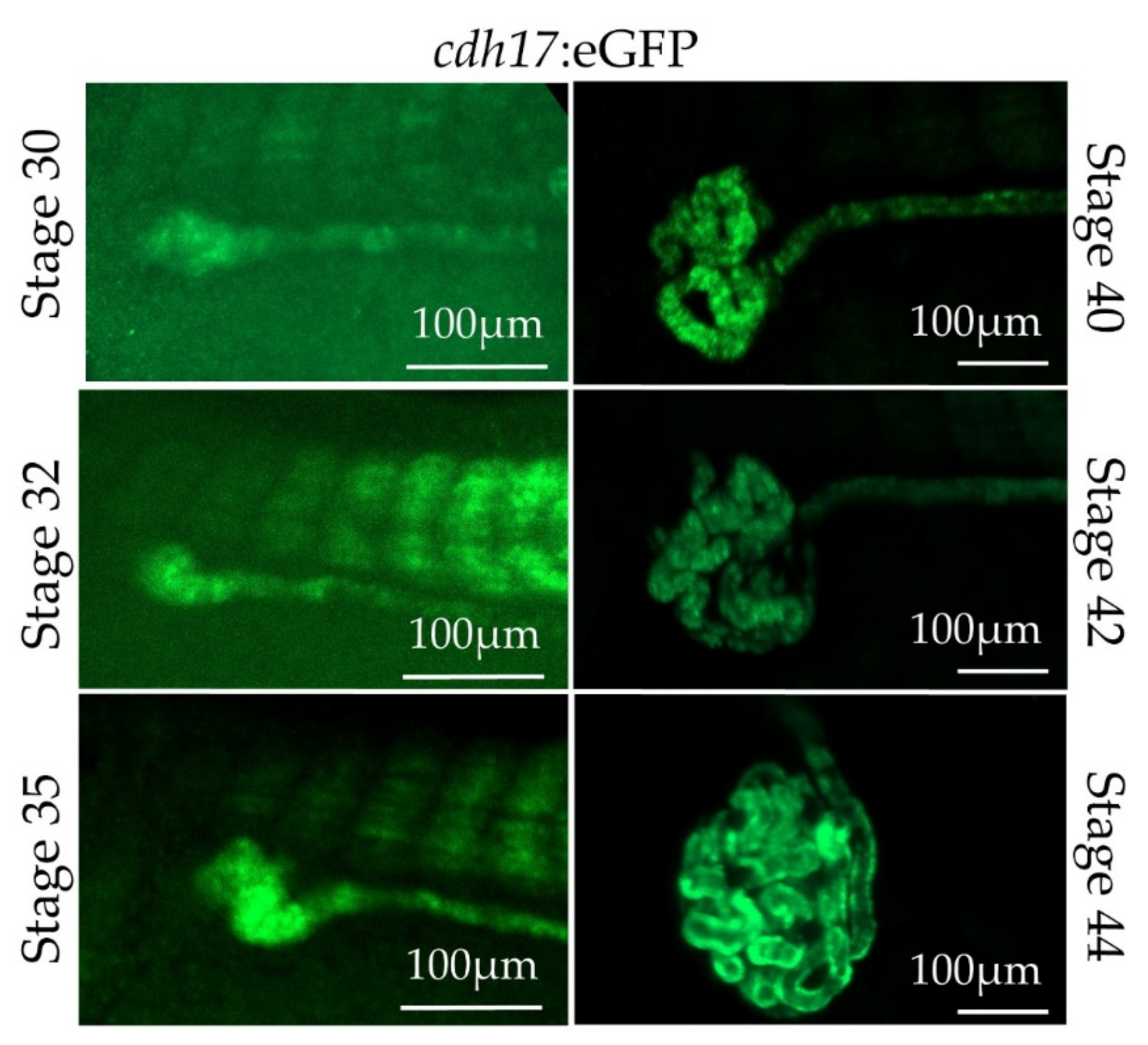 Genes 09 00197 g005 Genes 09 00197 g005