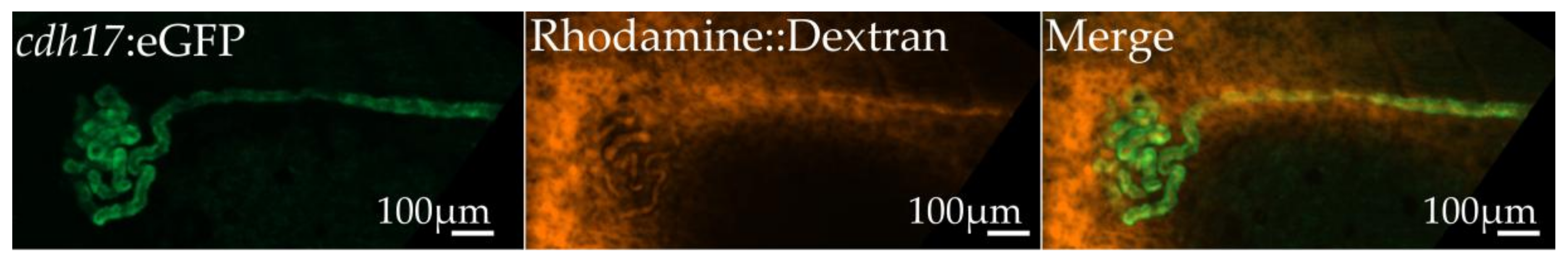 Genes 09 00197 g006 Genes 09 00197 g006