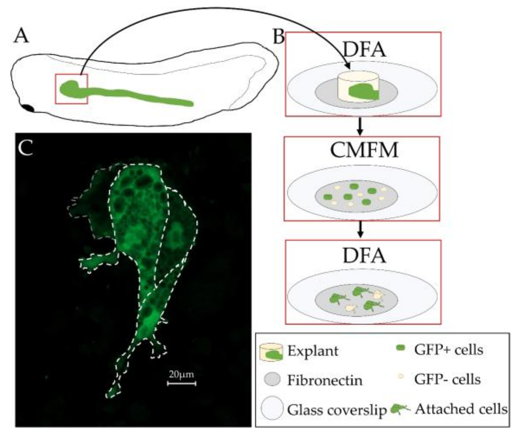 Genes 09 00197 g007 Genes 09 00197 g007