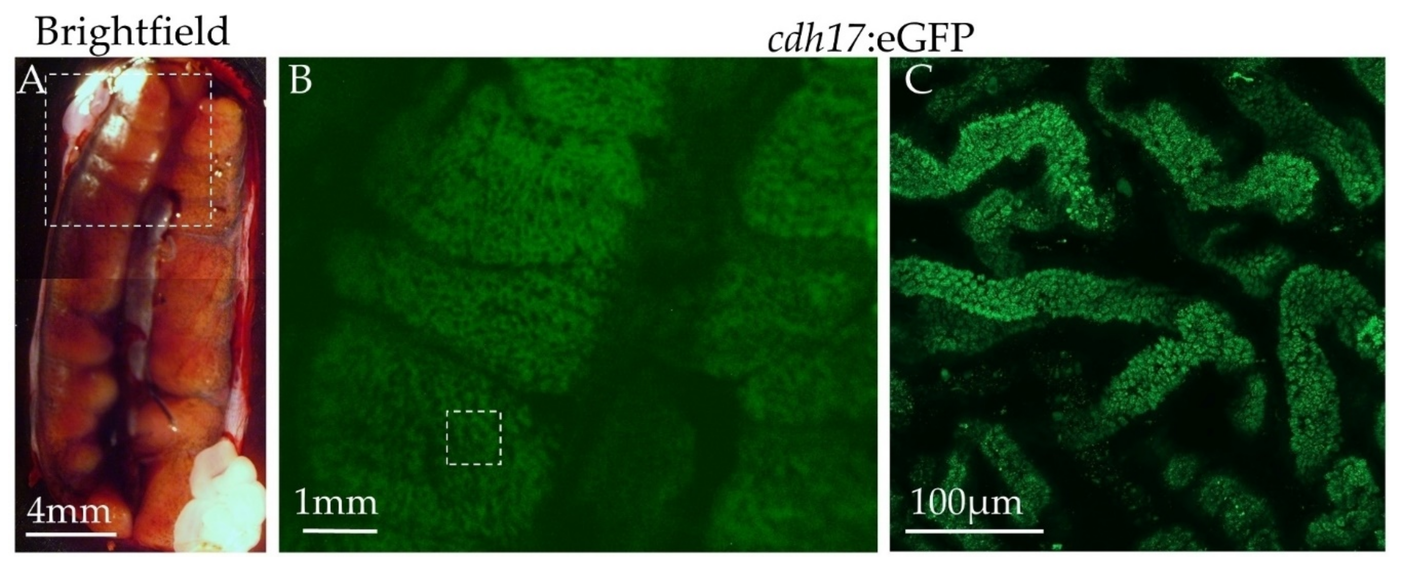 Genes 09 00197 g008 Genes 09 00197 g008