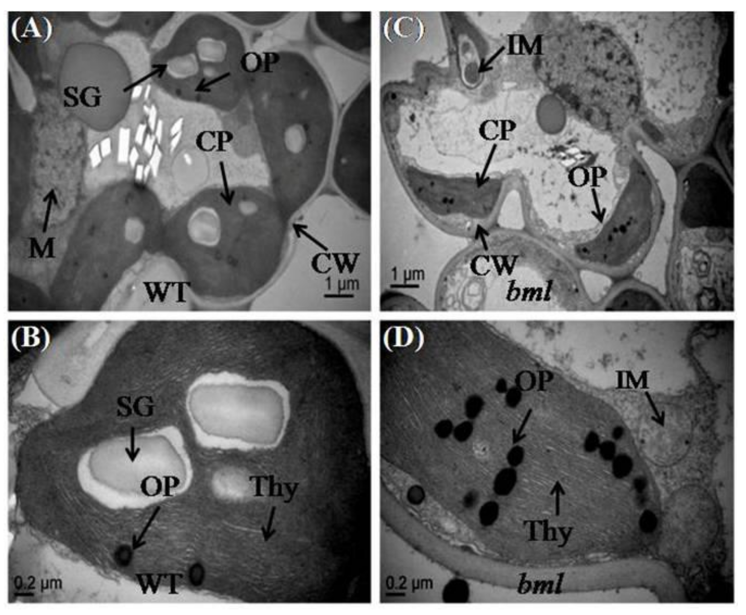 Genes 09 00203 g004 Genes 09 00203 g004