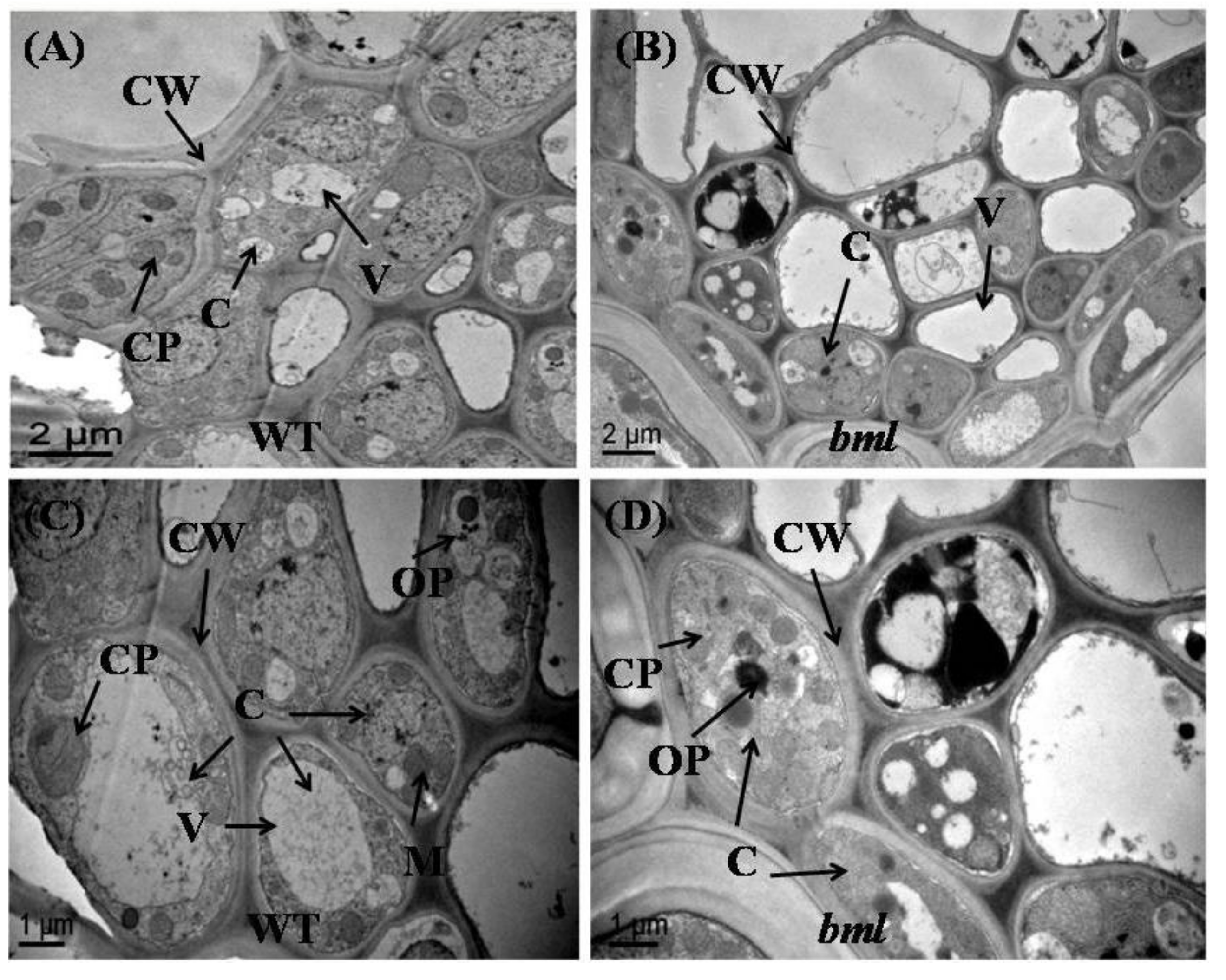 Genes 09 00203 g005 Genes 09 00203 g005