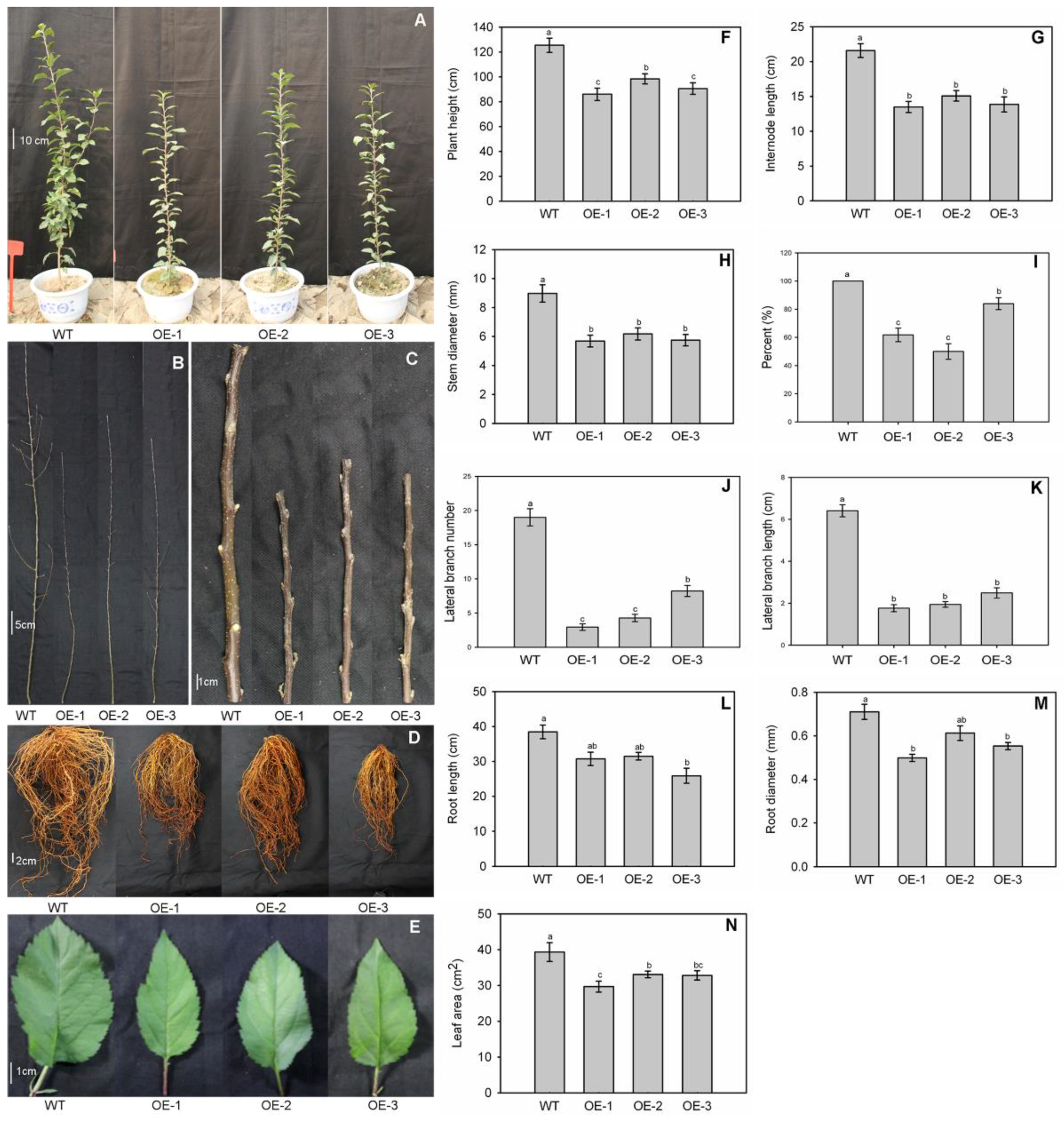 Genes 09 00229 g003