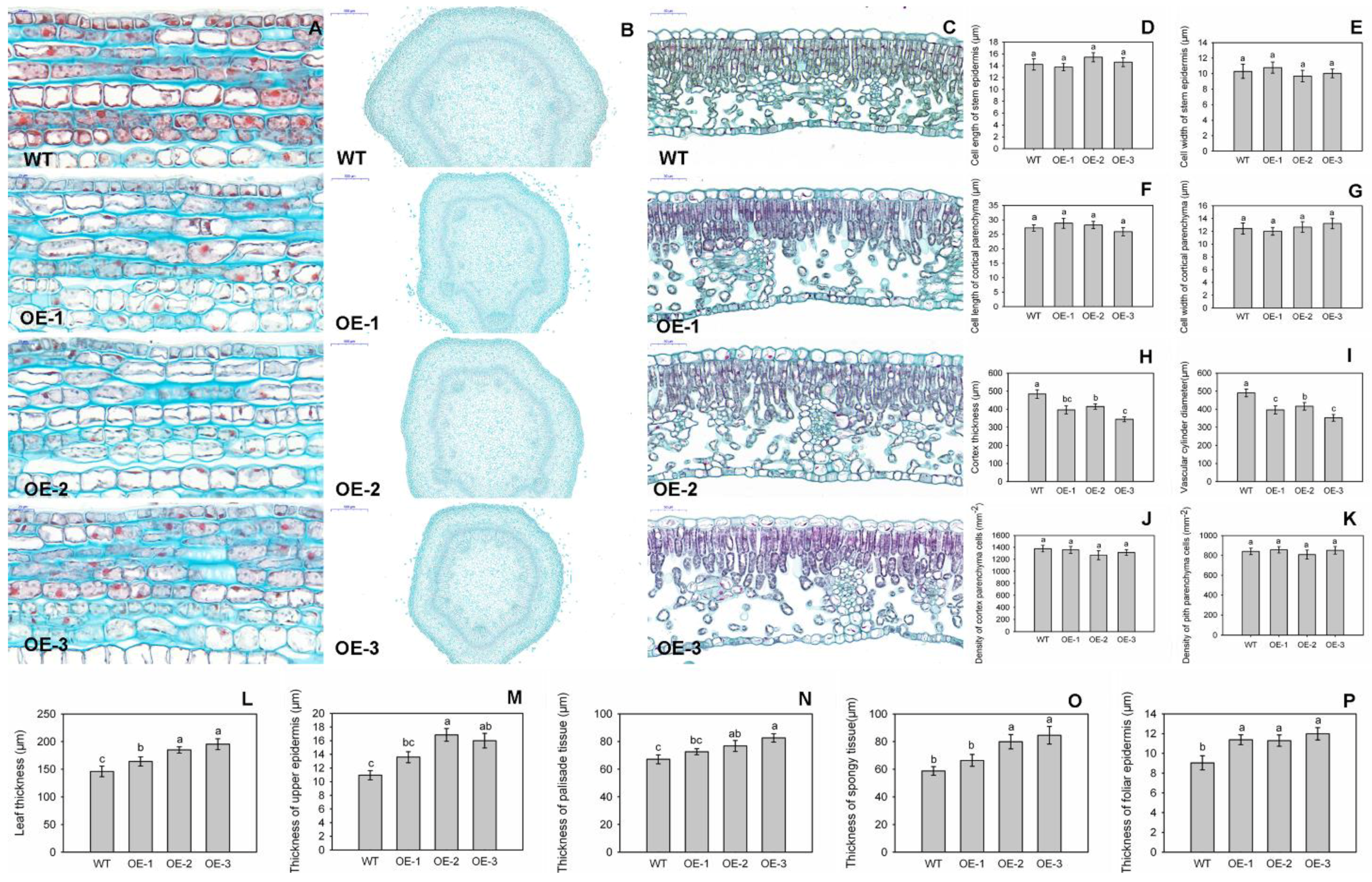 Genes 09 00229 g004