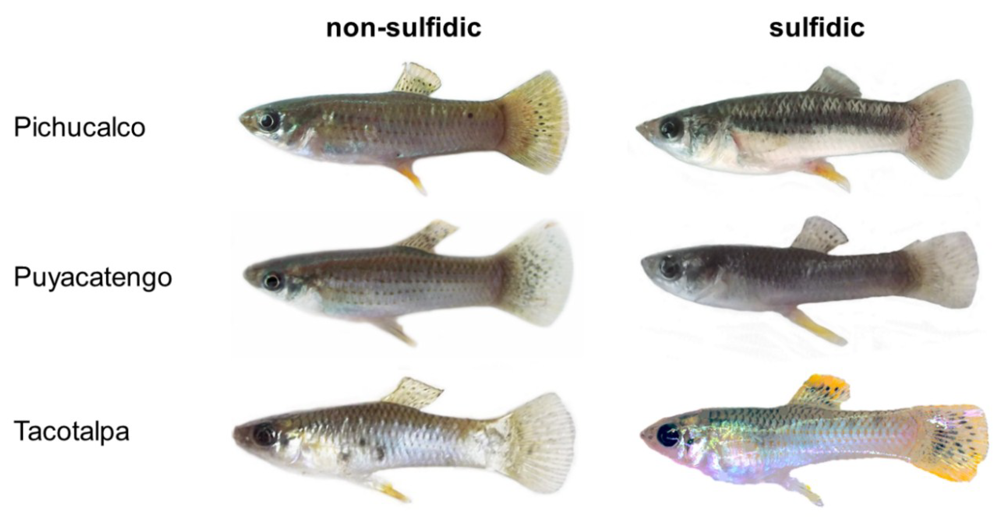 Genes 09 00232 g002 Genes 09 00232 g002