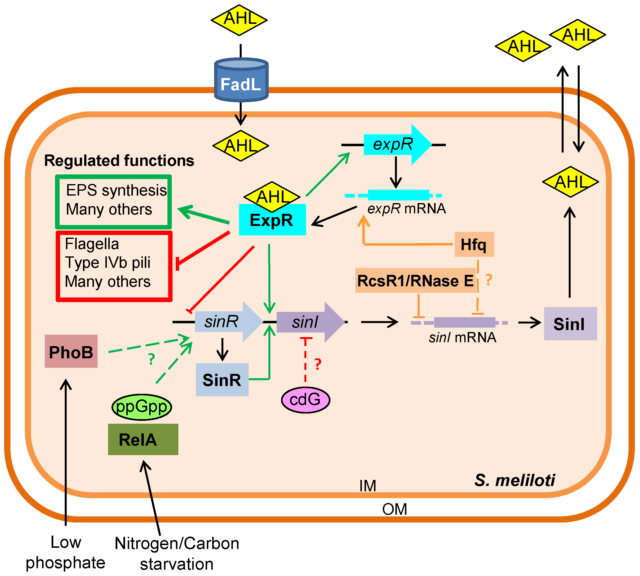 Genes 09 00263 g001 Genes 09 00263 g001