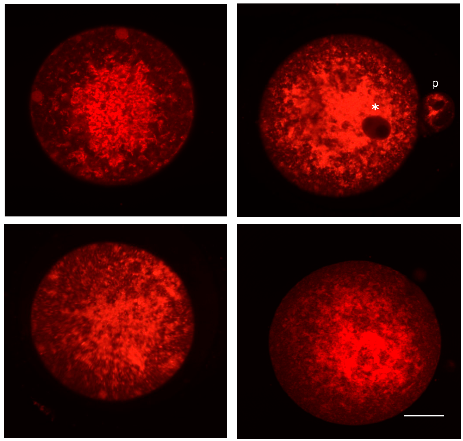 Genes 09 00265 g001 Genes 09 00265 g001