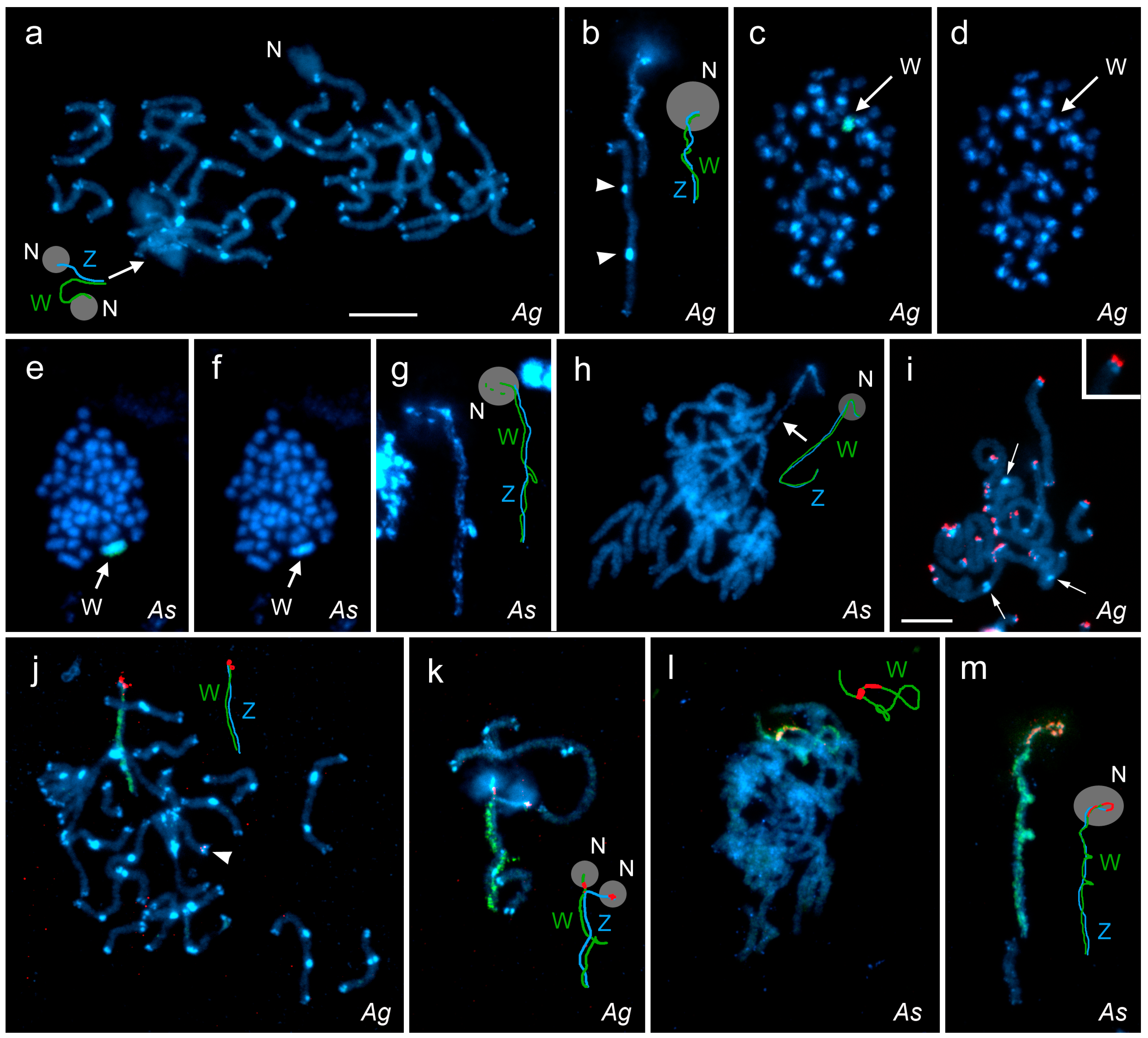 Genes 09 00279 g002