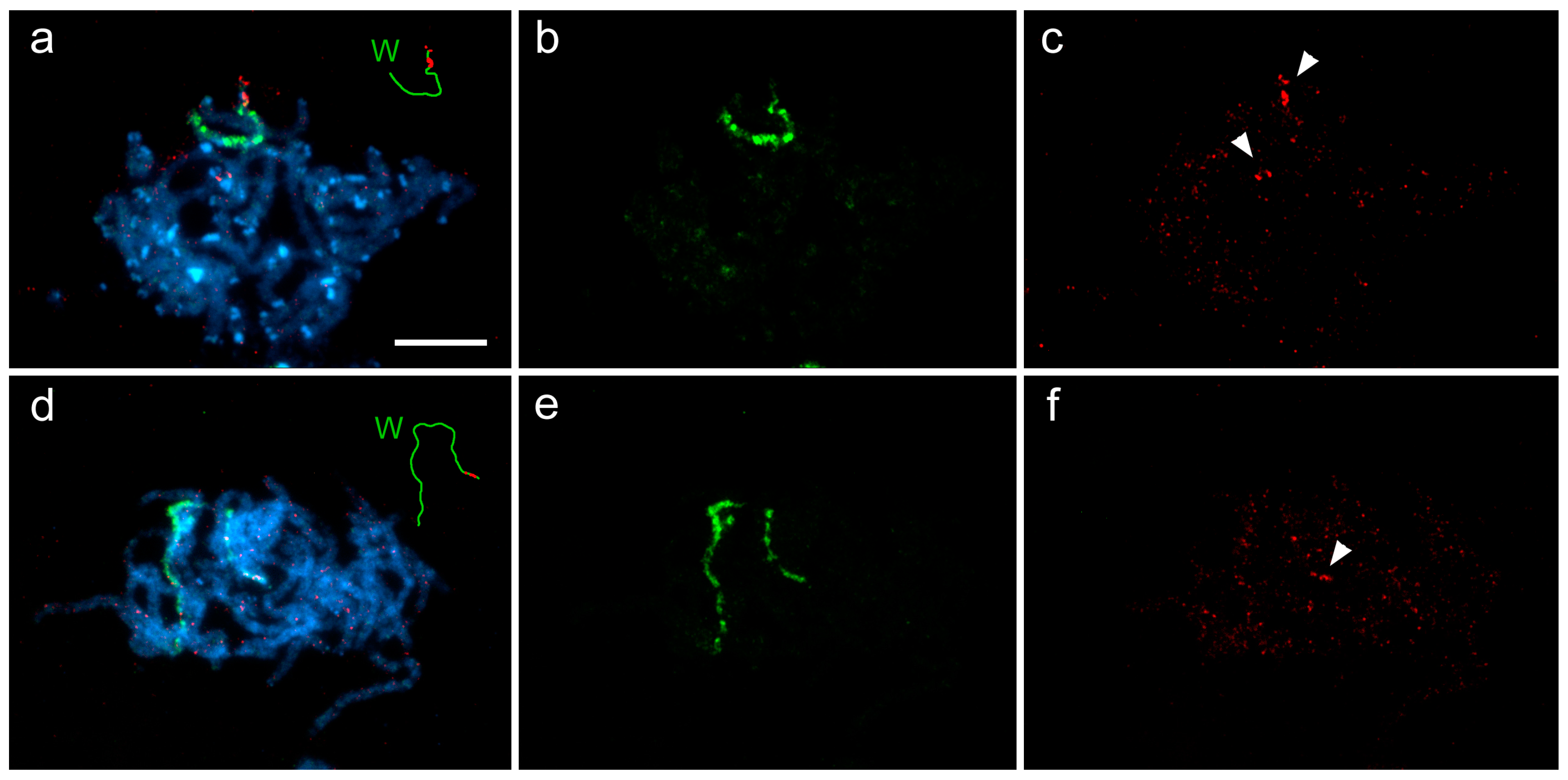 Genes 09 00279 g003