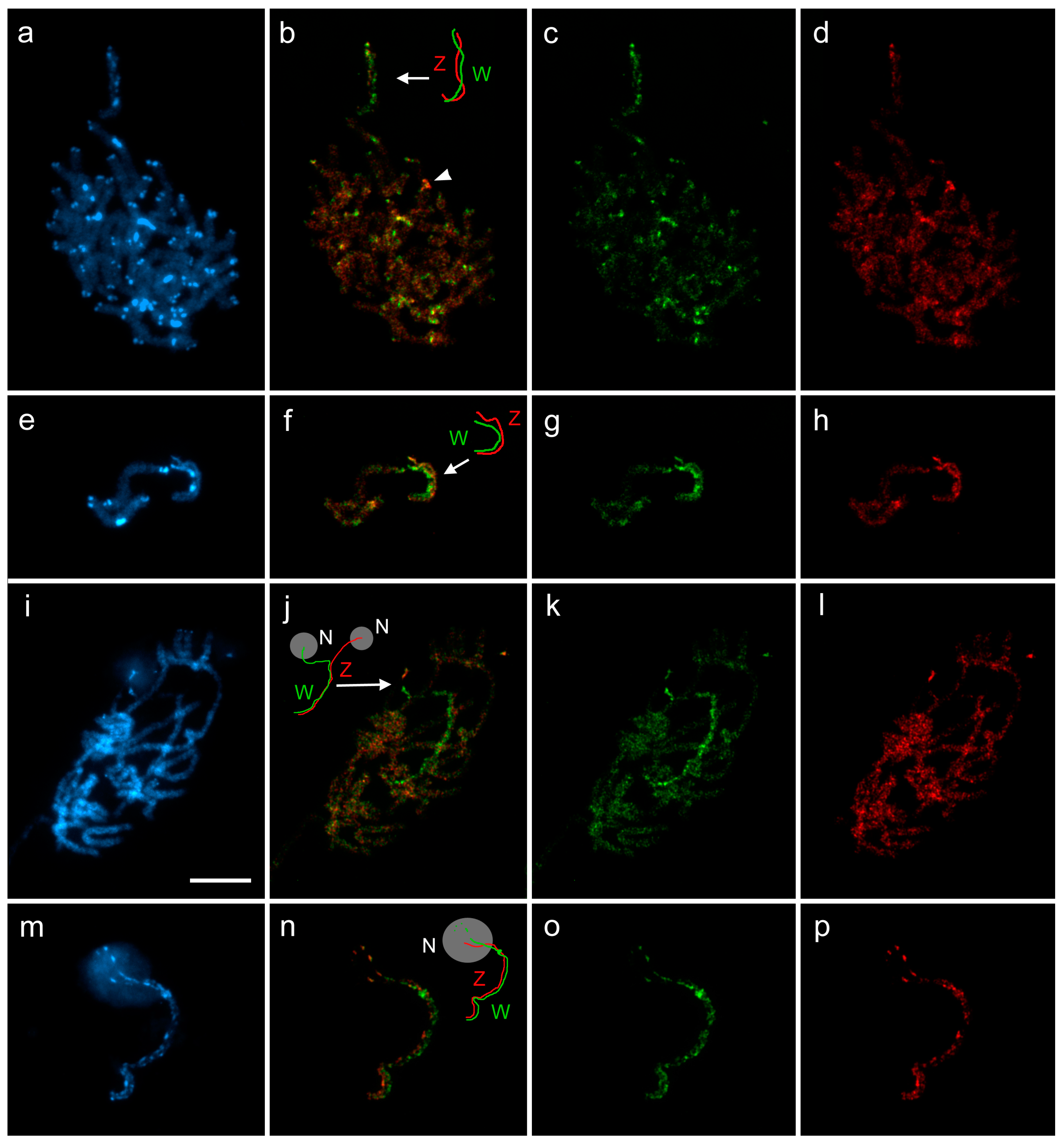 Genes 09 00279 g004