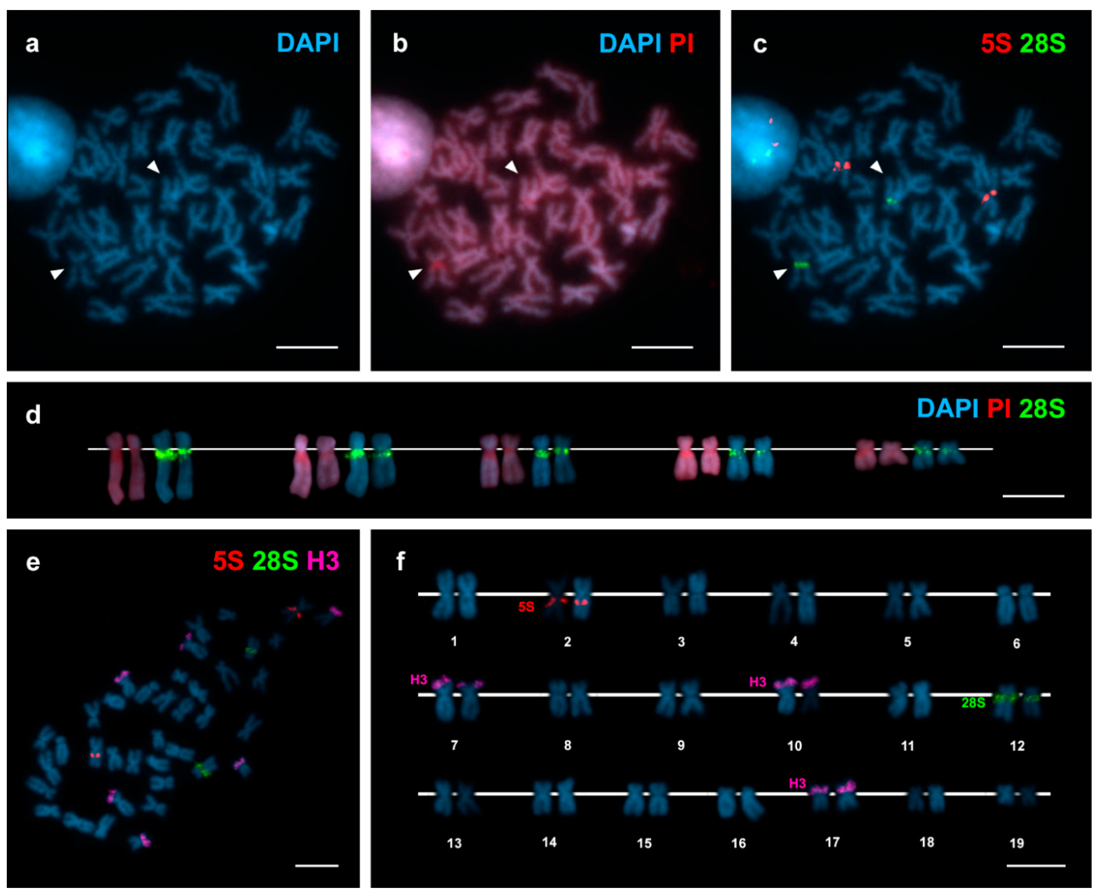 Genes 09 00299 g001 Genes 09 00299 g001