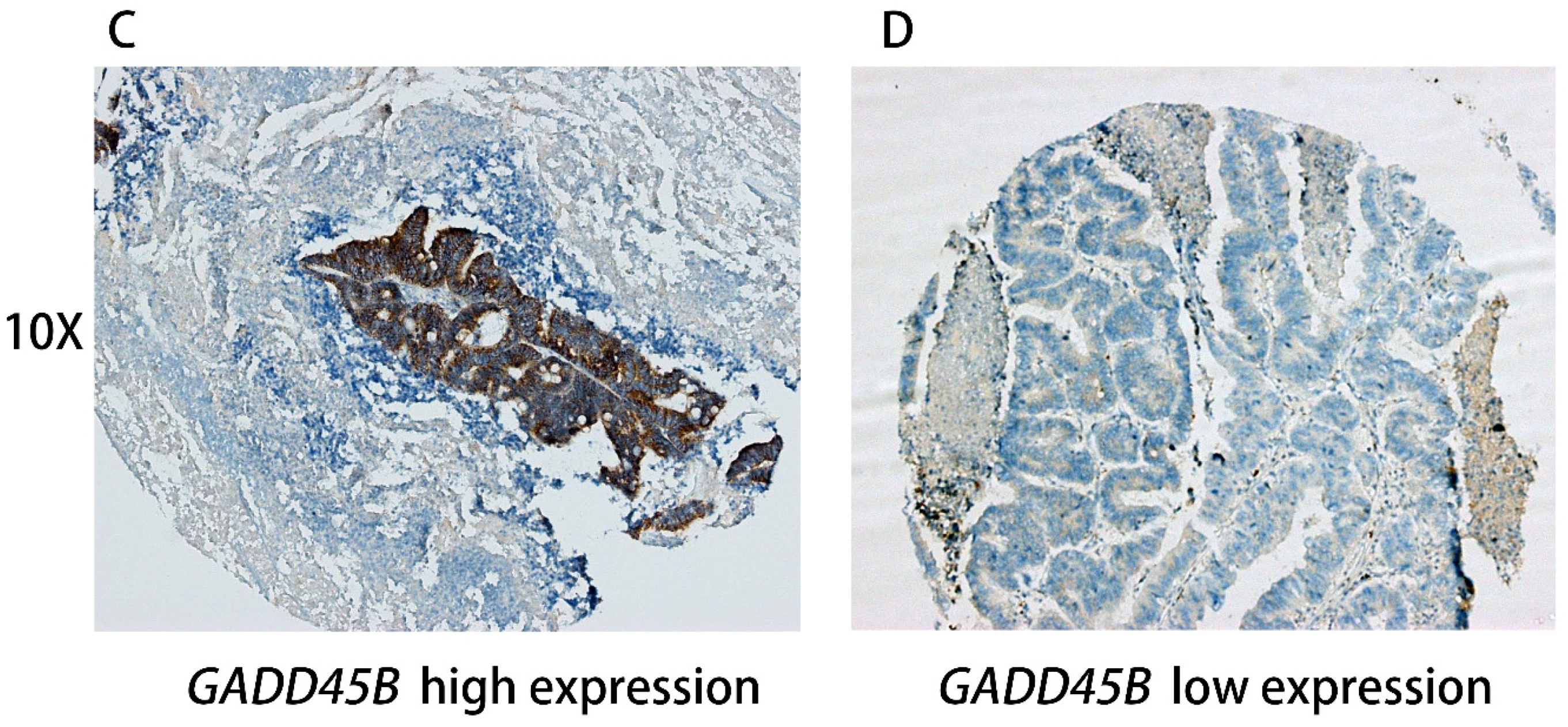 Genes 09 00361 g001b