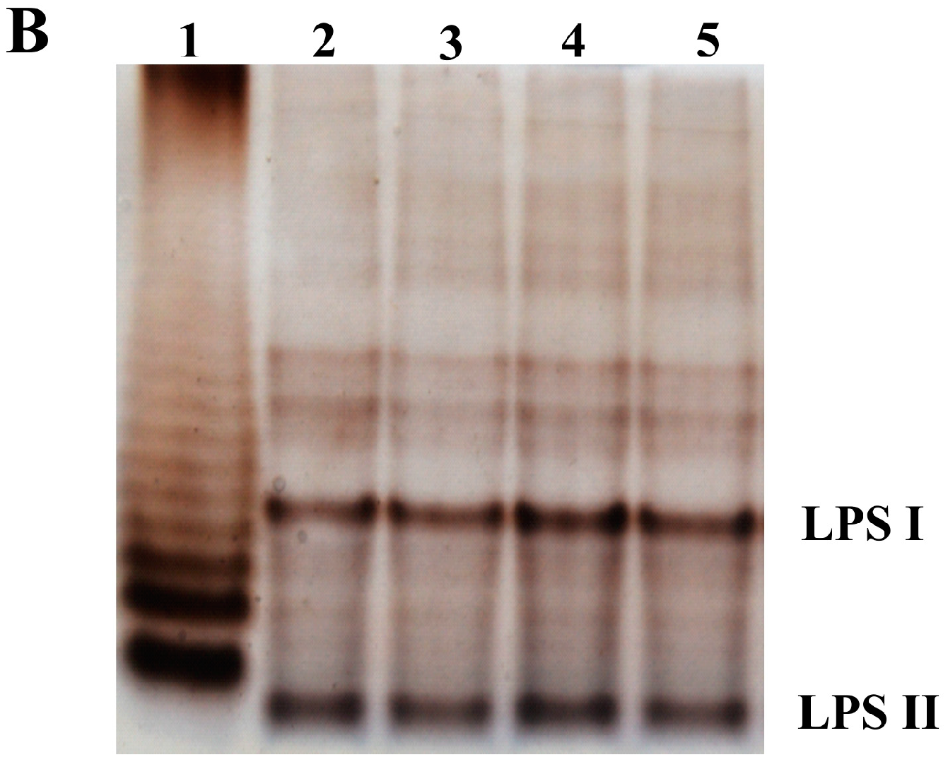 Genes 09 00369 g004b