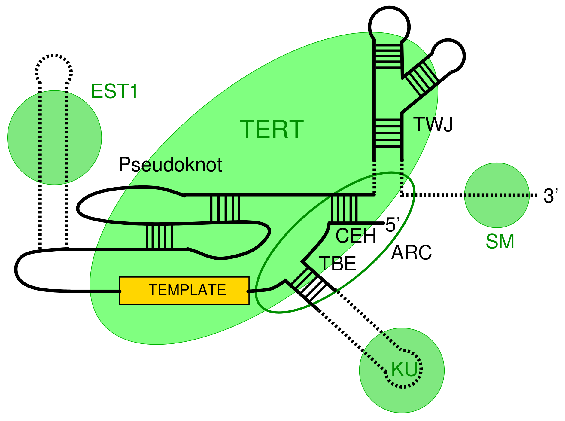 Genes 09 00372 g001