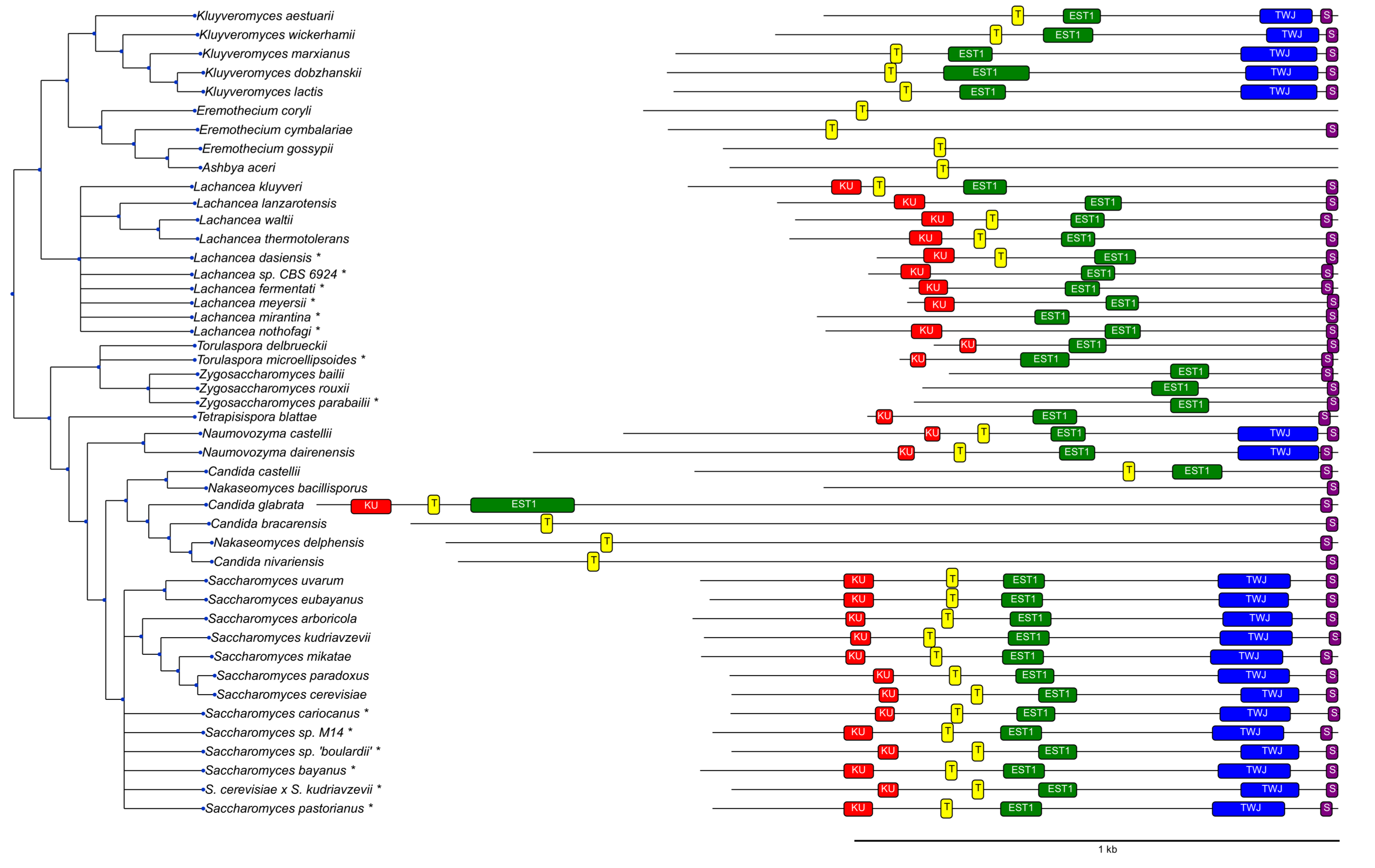 Genes 09 00372 g002