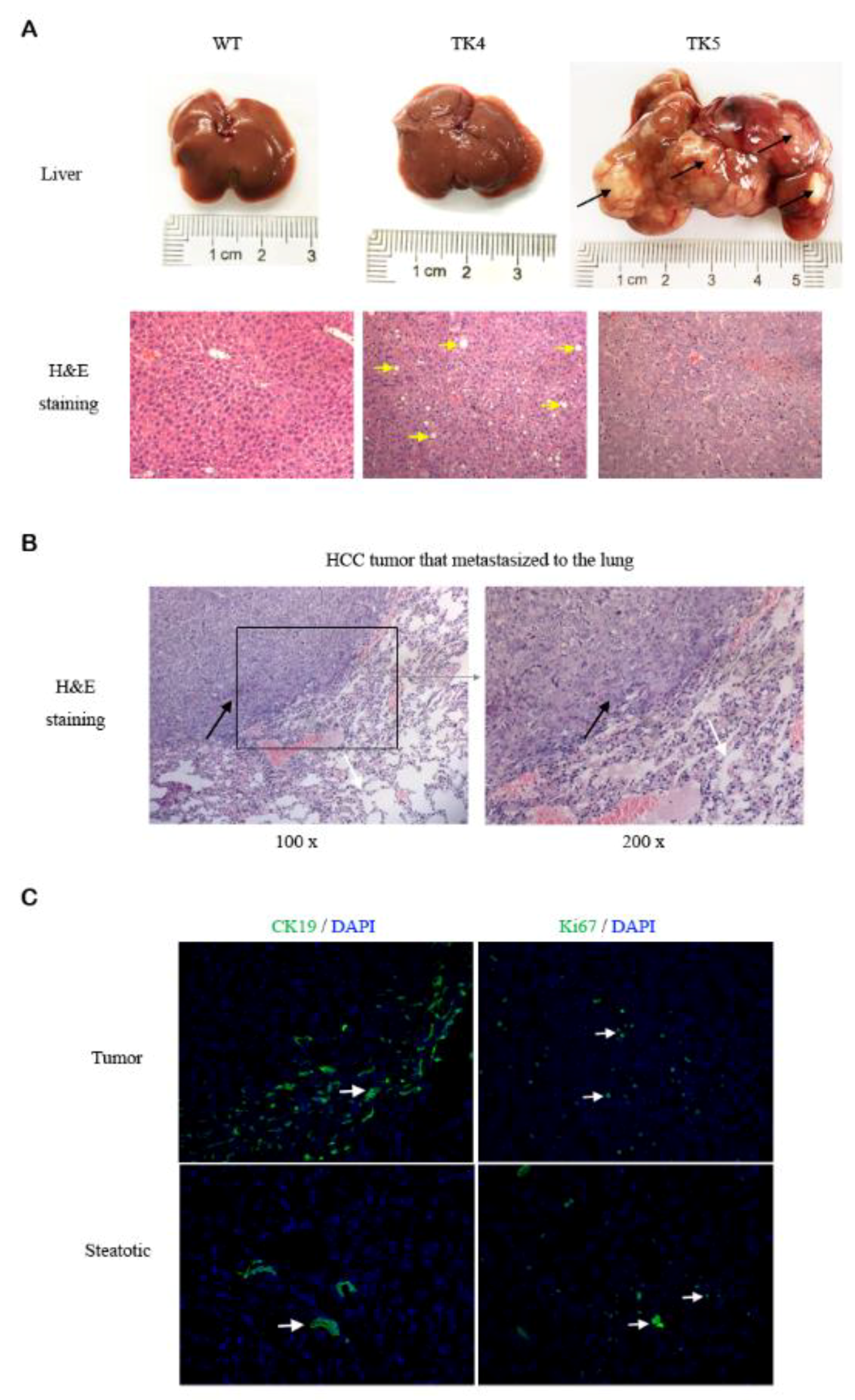Genes 09 00380 g002 Genes 09 00380 g002
