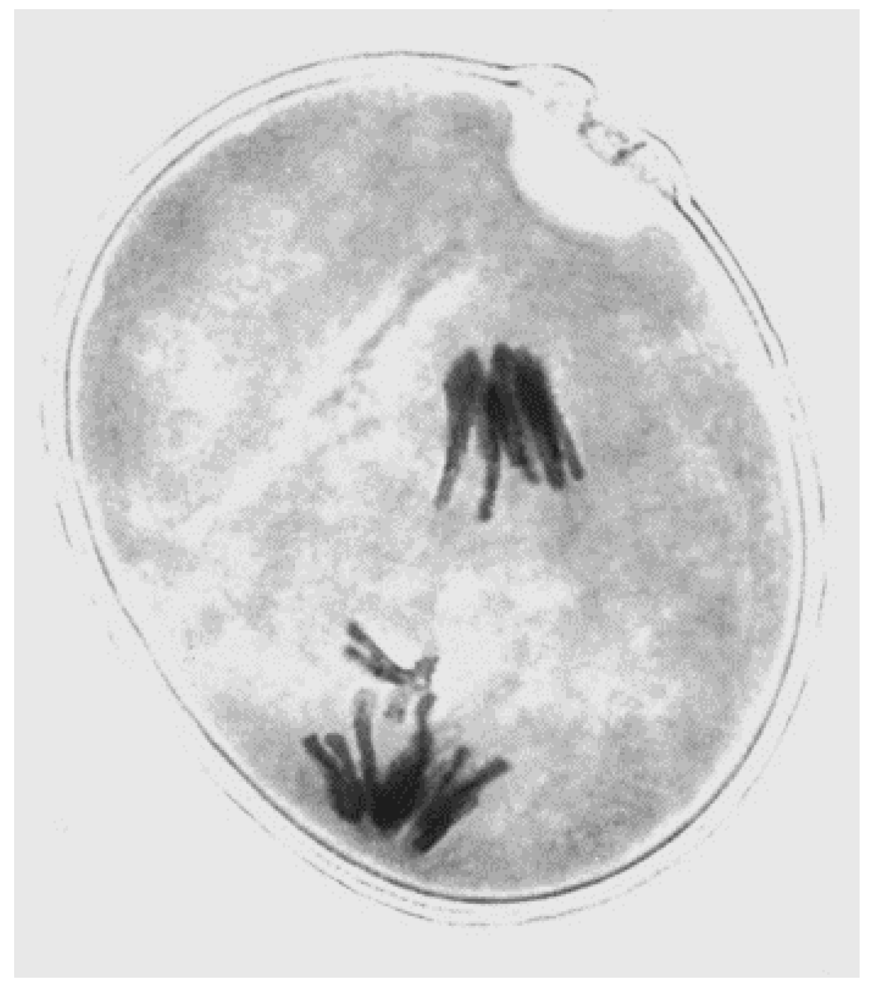 Genes 09 00388 g001