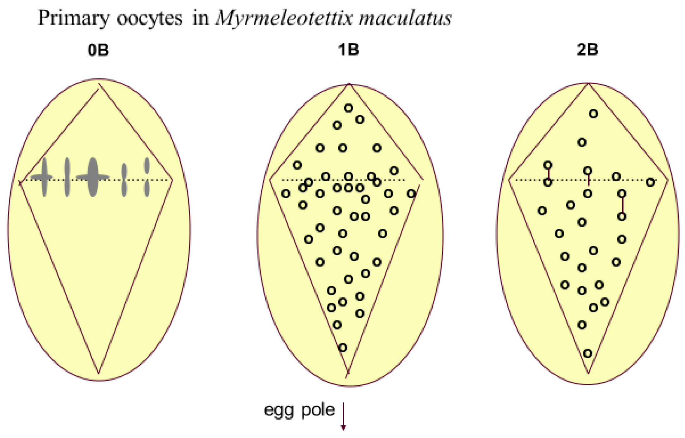 Genes 09 00388 g004
