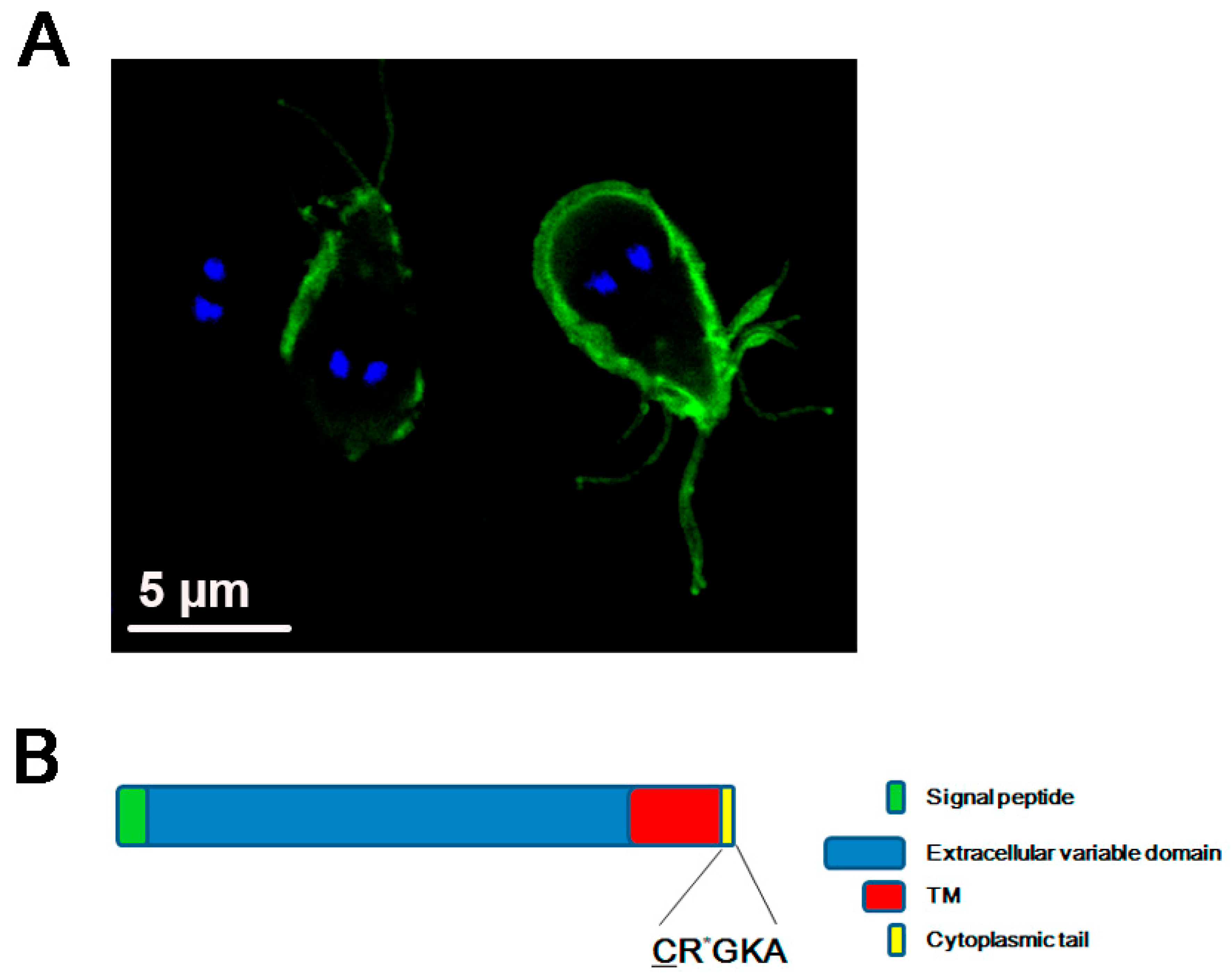 Genes 09 00404 g001 Genes 09 00404 g001