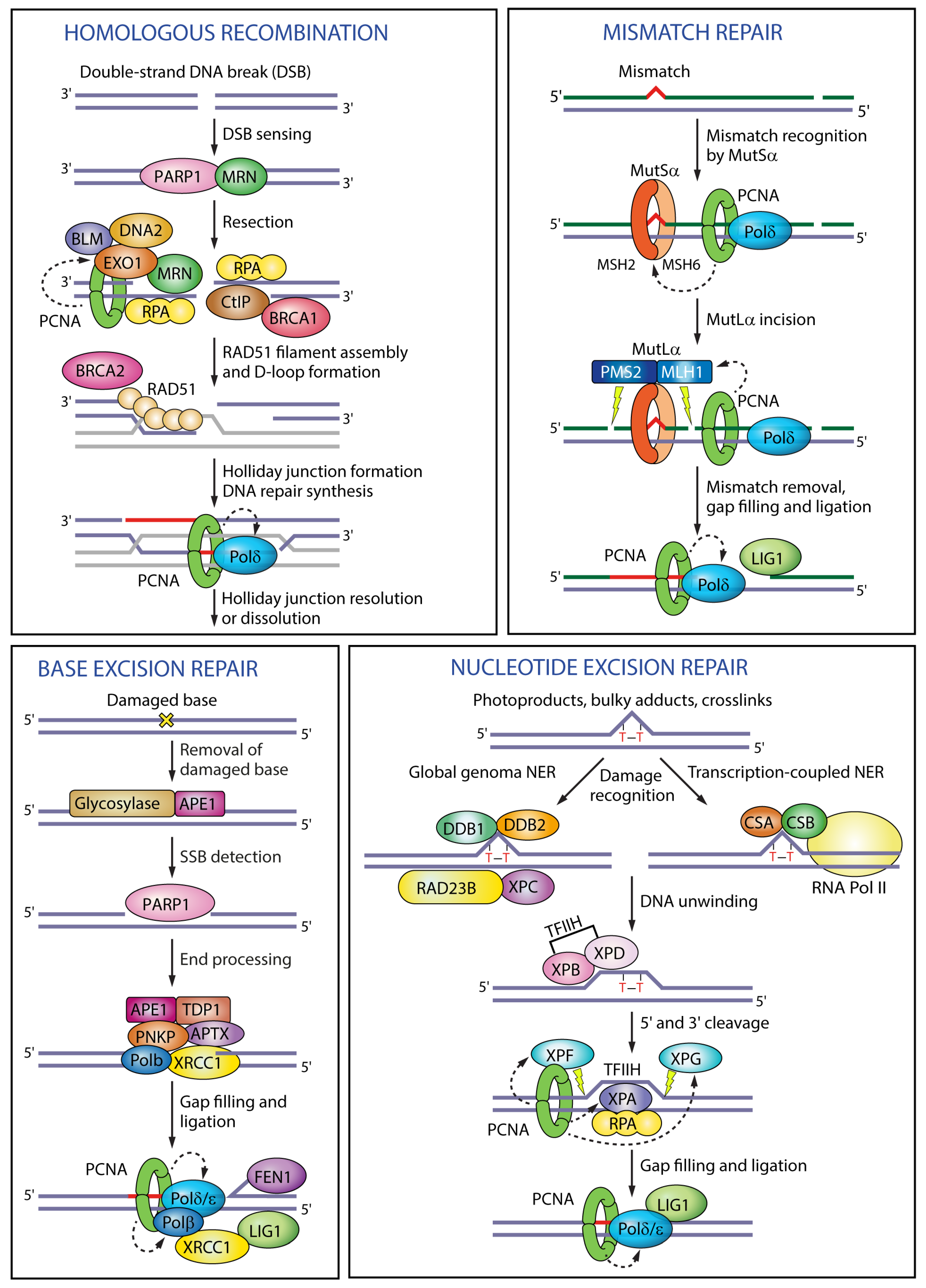Genes 09 00416 g003 Genes 09 00416 g003