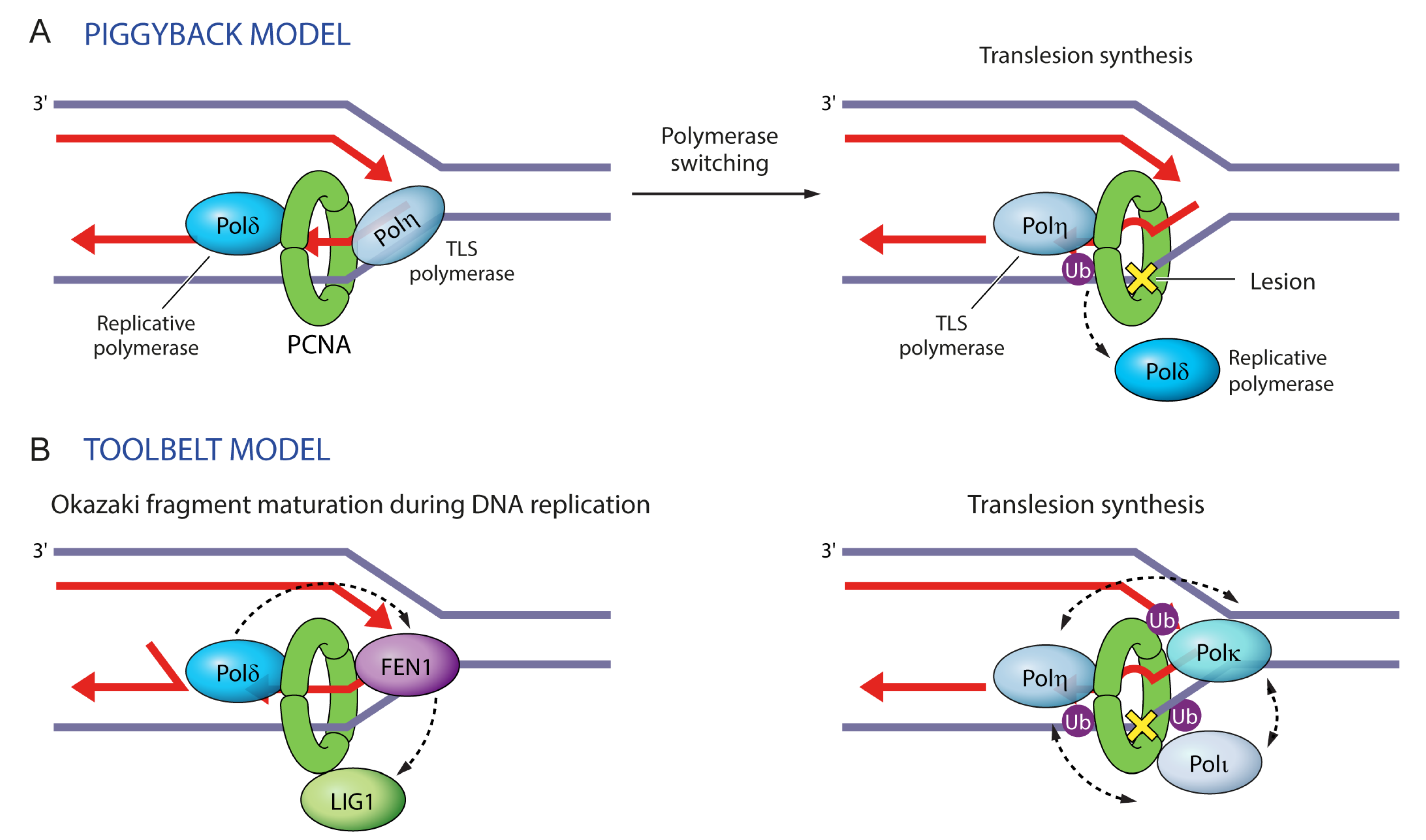 Genes 09 00416 g006 Genes 09 00416 g006