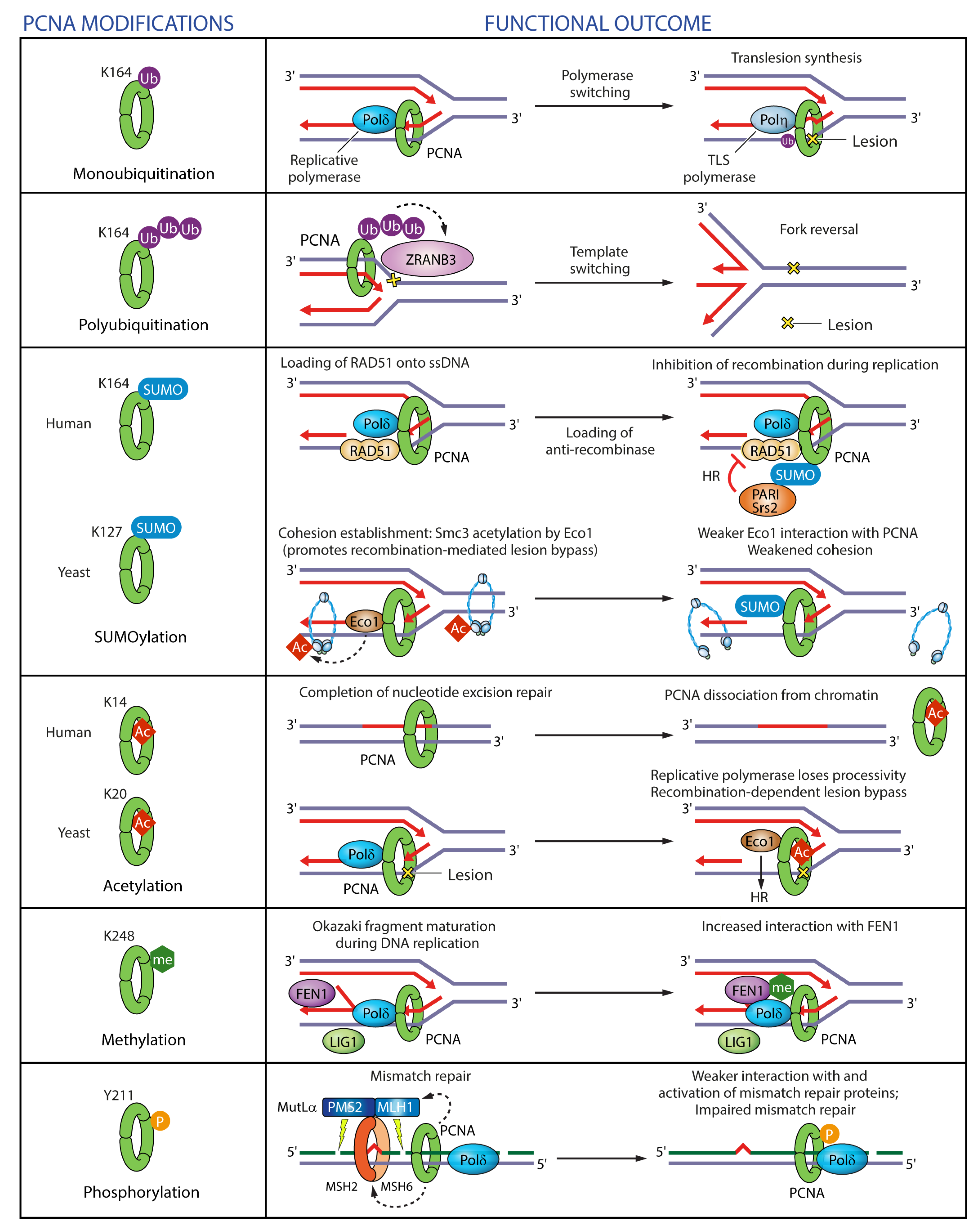 Genes 09 00416 g008 Genes 09 00416 g008