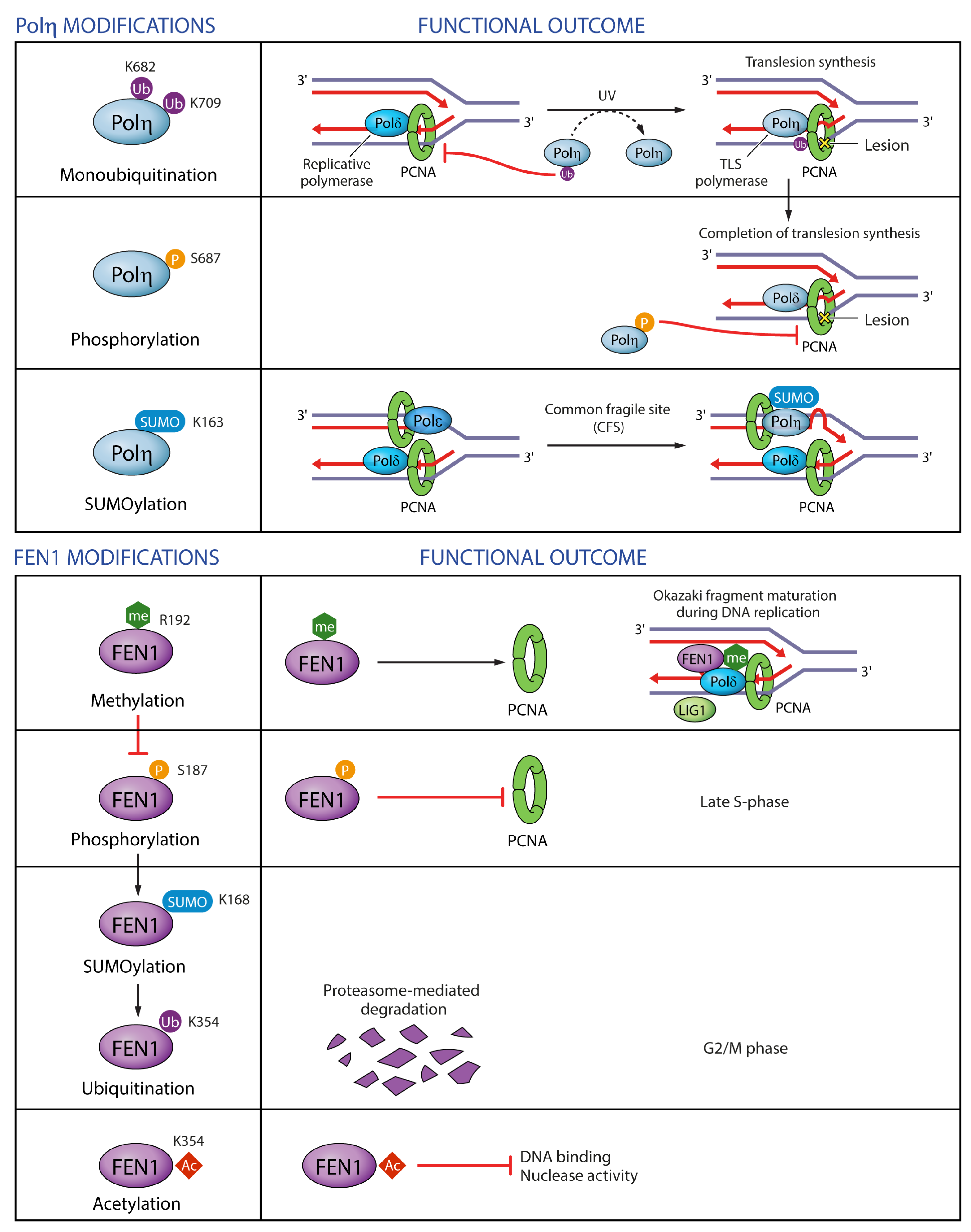 Genes 09 00416 g009 Genes 09 00416 g009