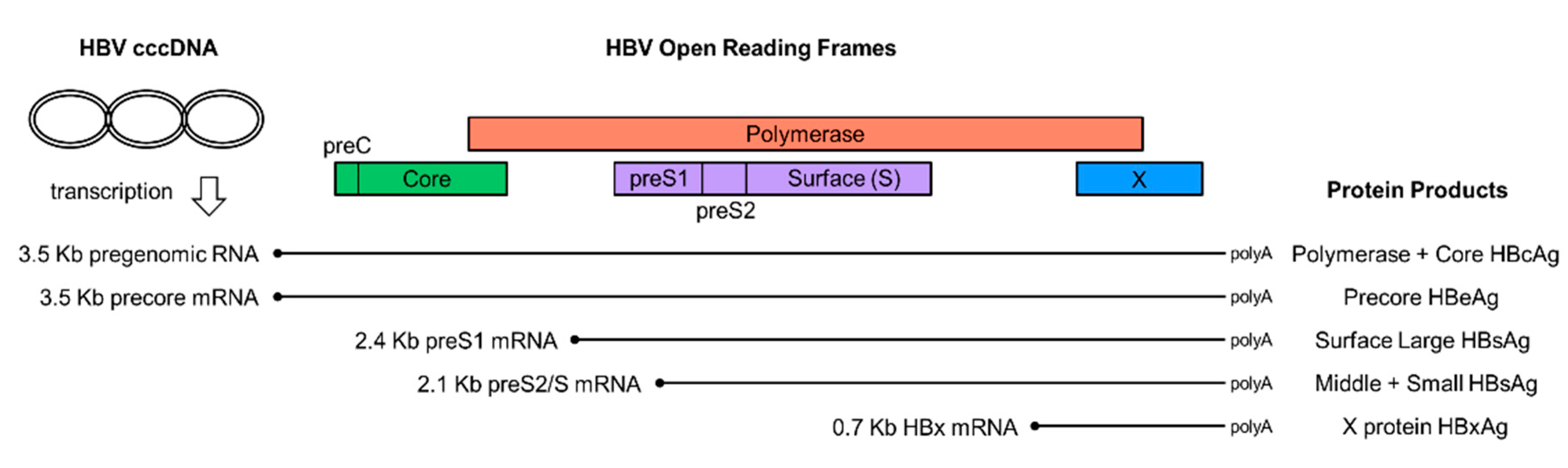 Genes 09 00469 g001