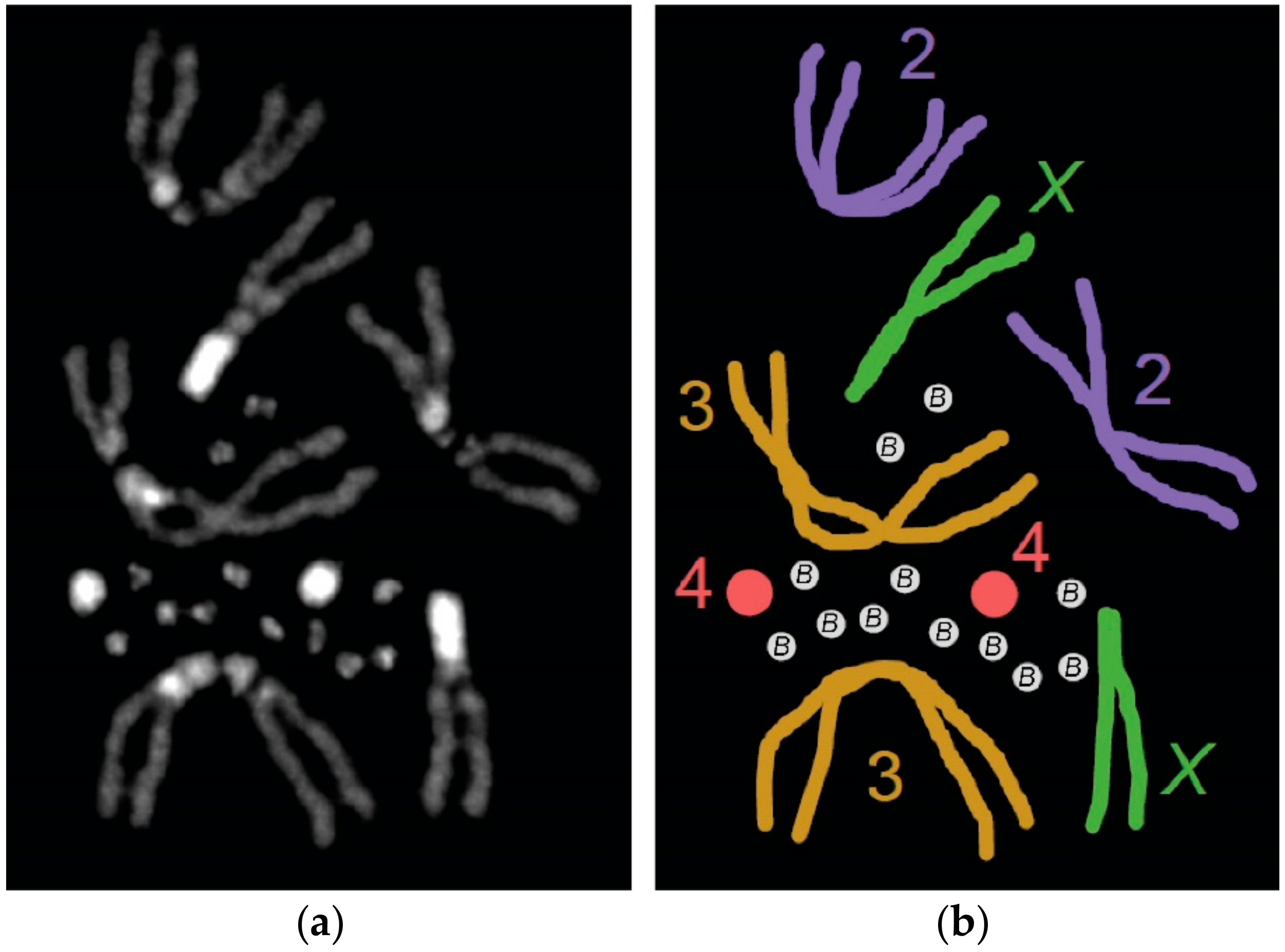 Genes 09 00470 g001 Genes 09 00470 g001