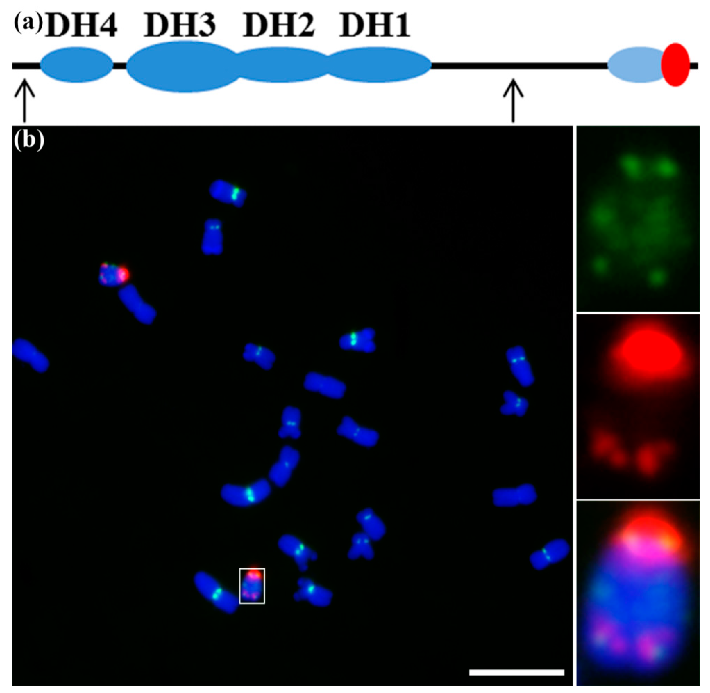 Genes 09 00476 g001
