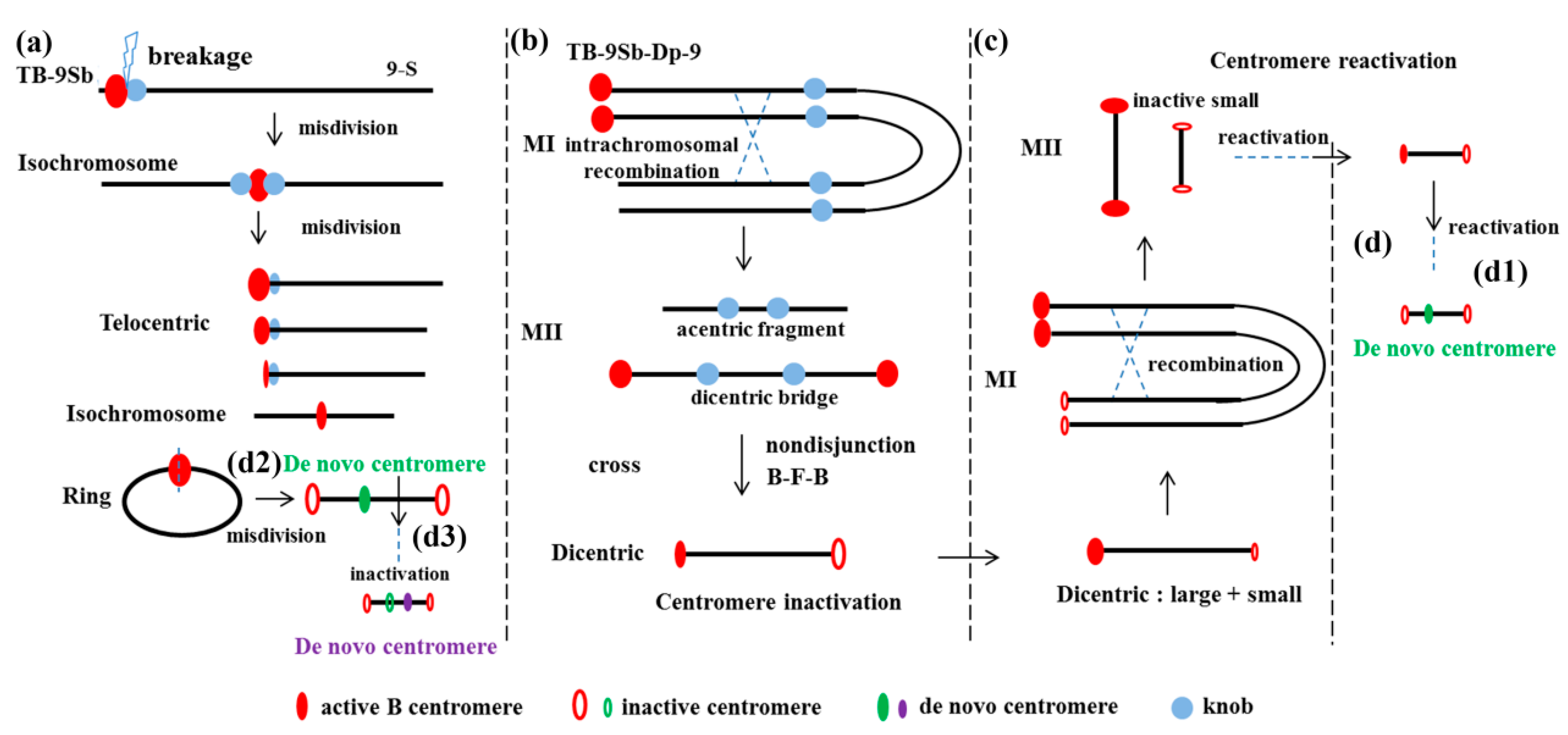 Genes 09 00476 g002
