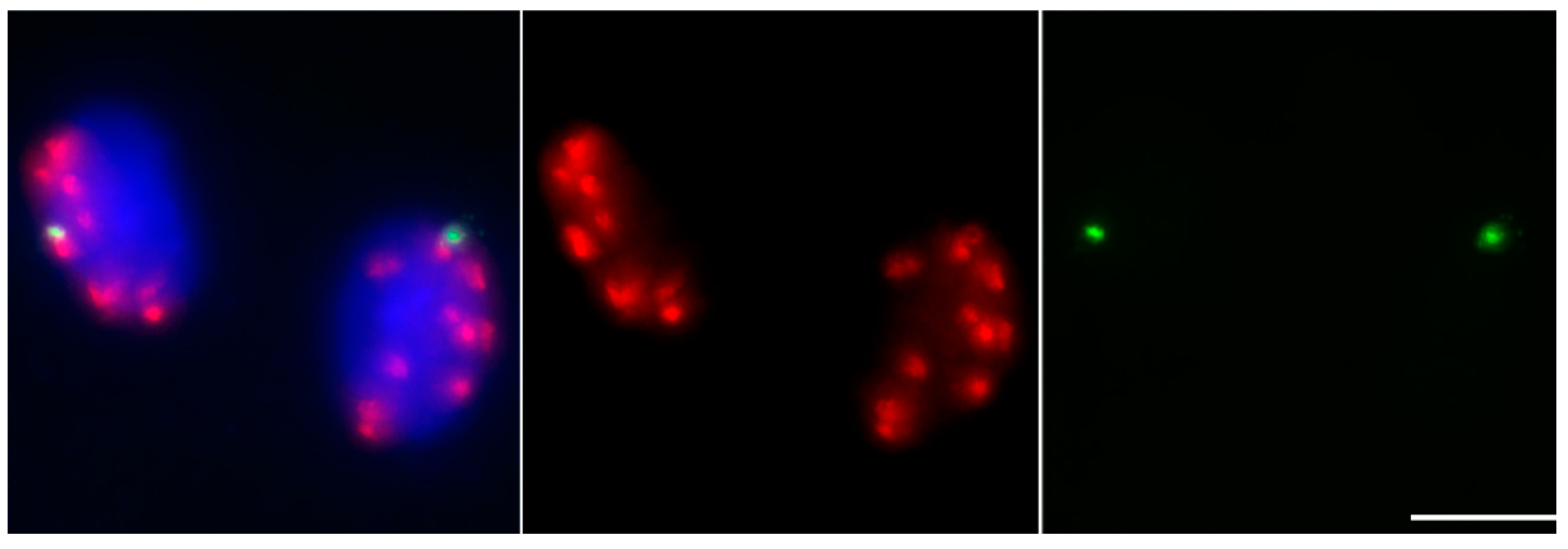Genes 09 00476 g003