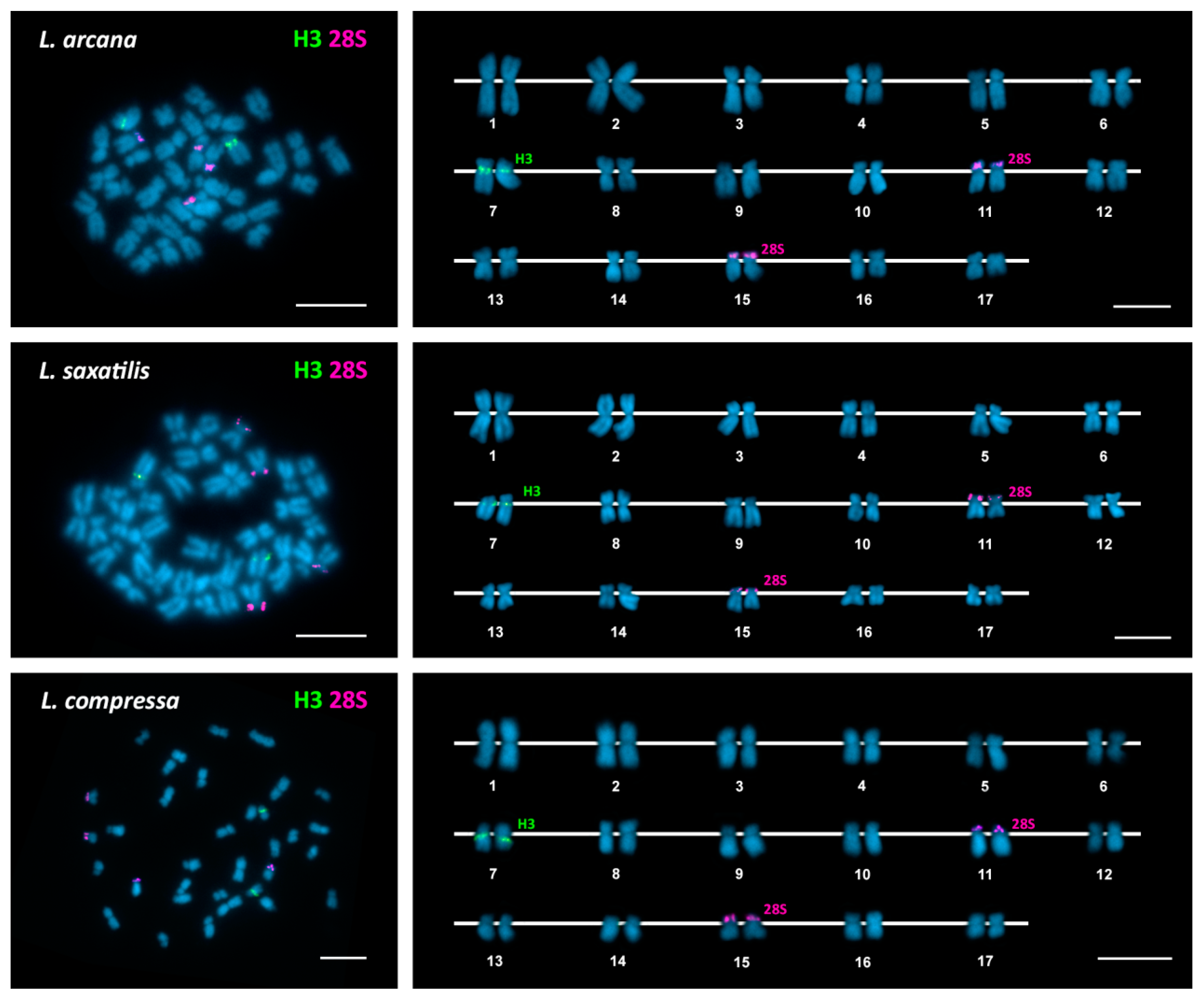 Genes 09 00517 g001