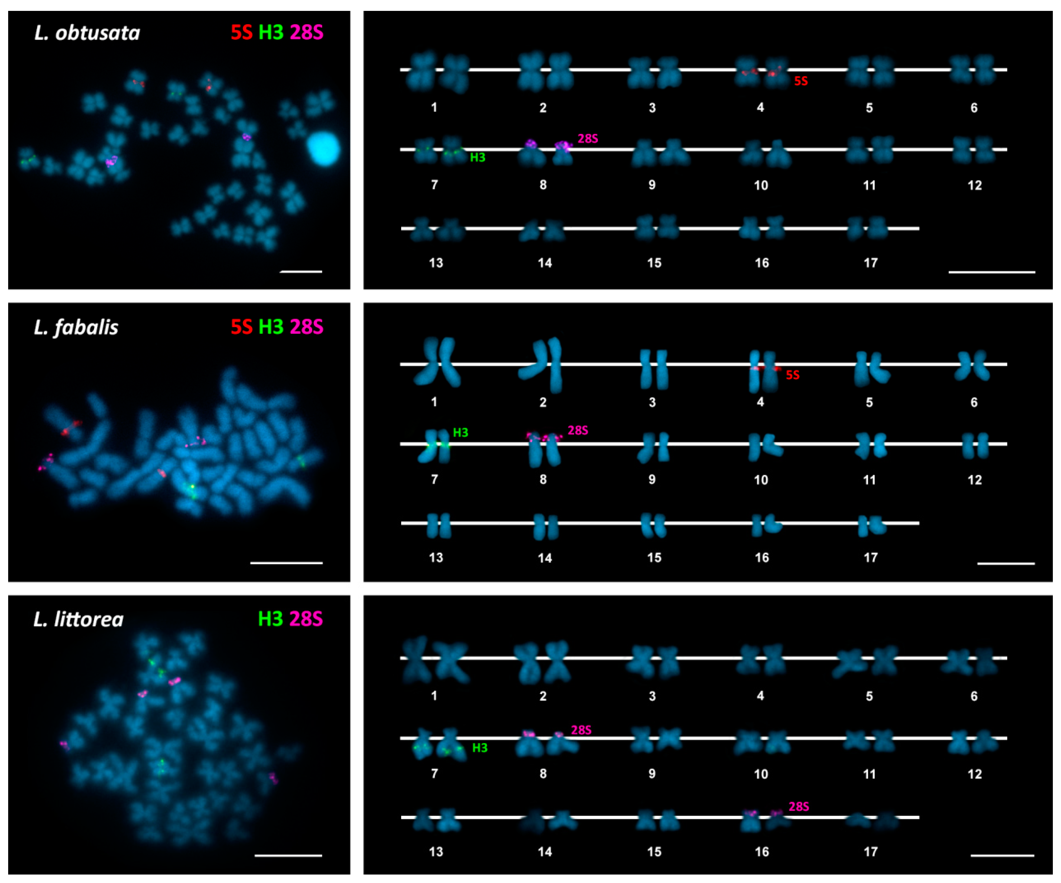 Genes 09 00517 g002