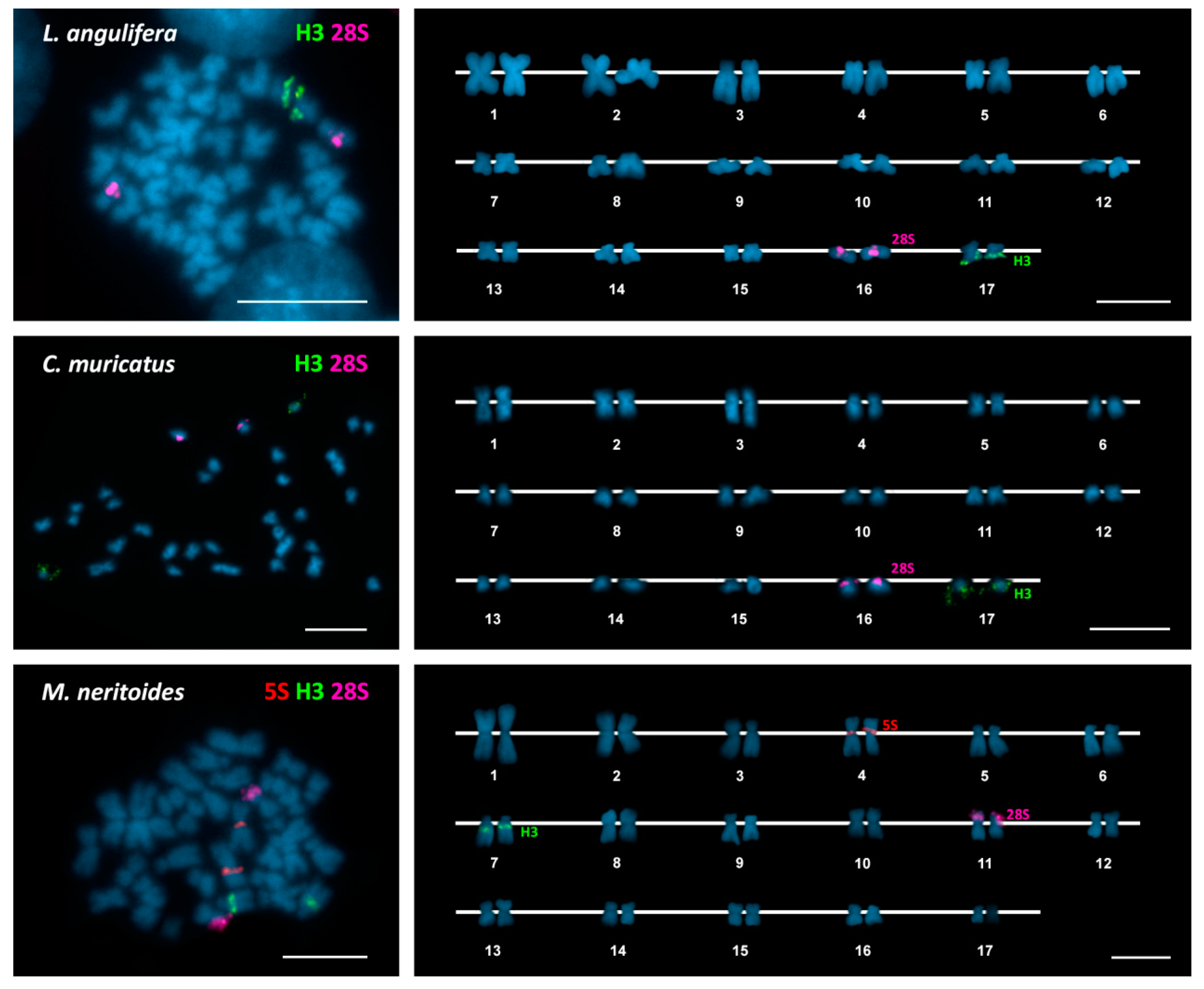 Genes 09 00517 g003