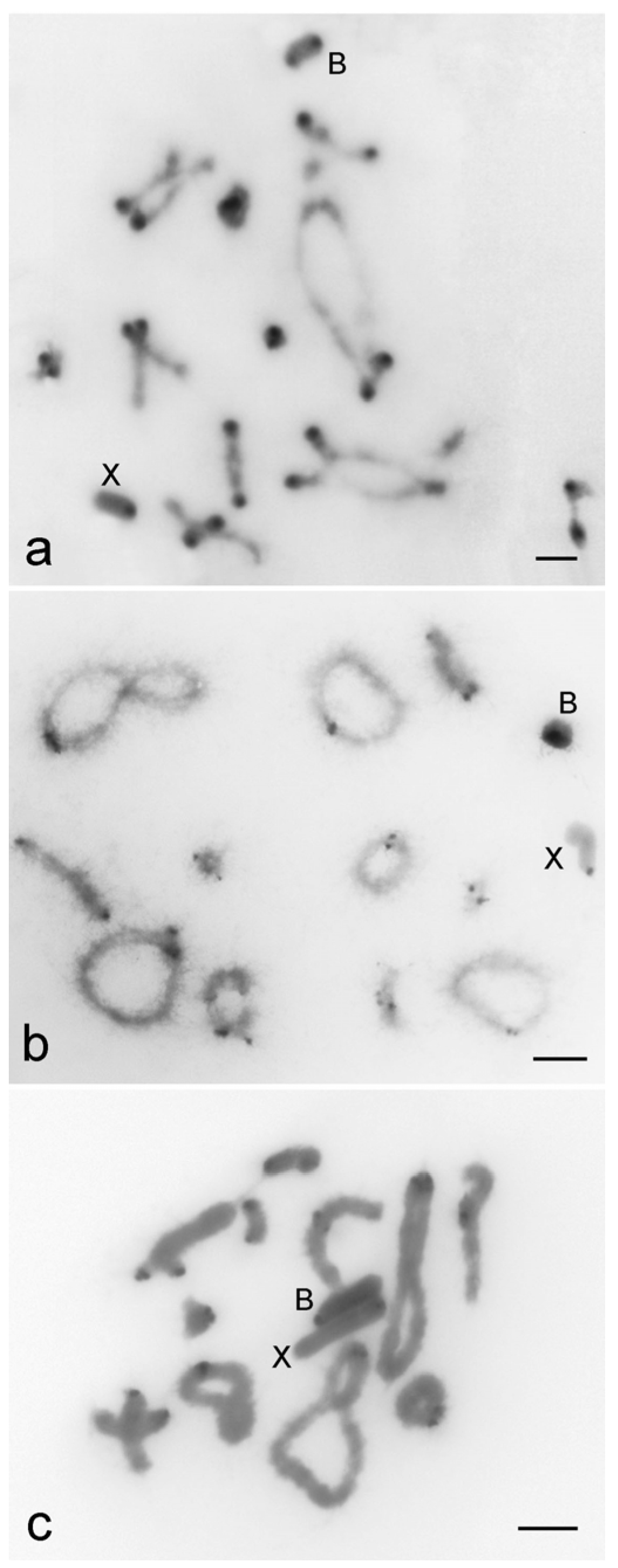 Genes 09 00523 g001
