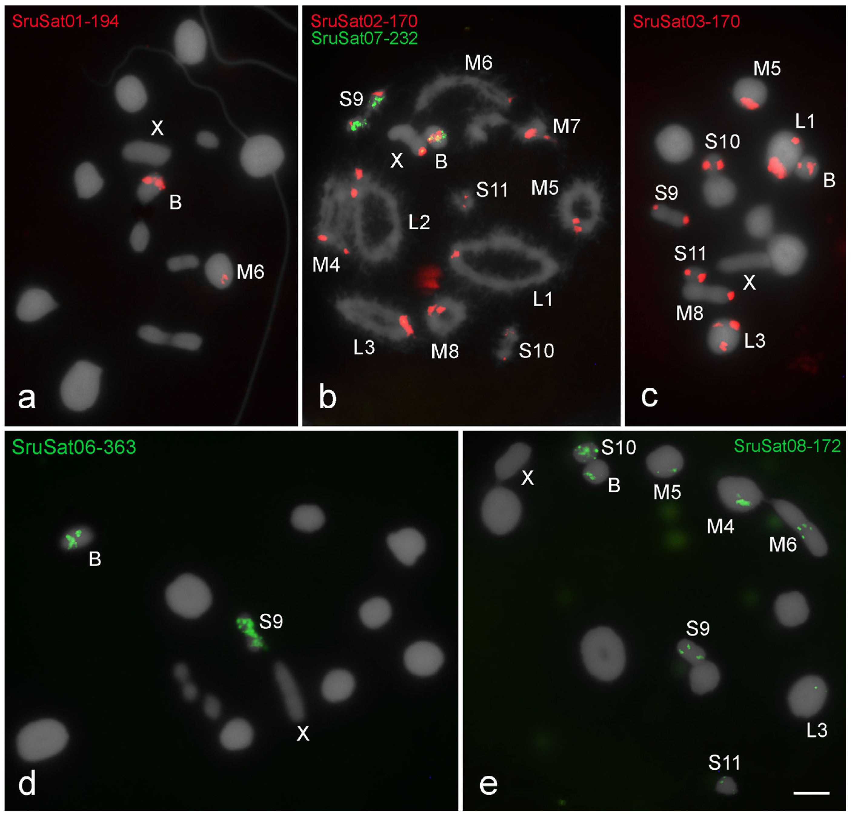 Genes 09 00523 g003