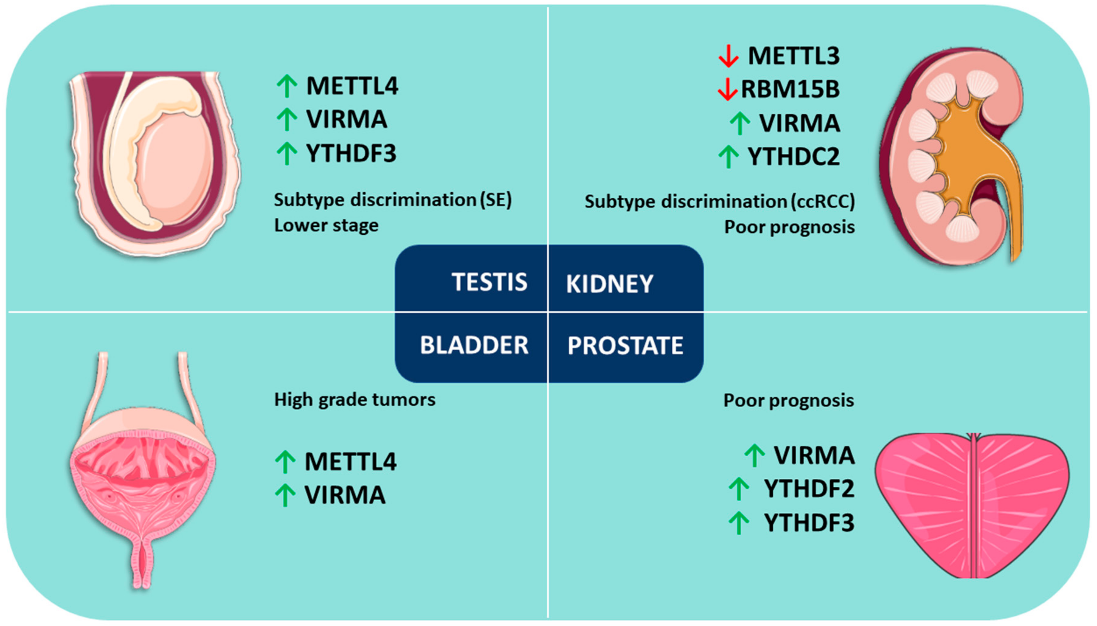 Genes 09 00552 g002