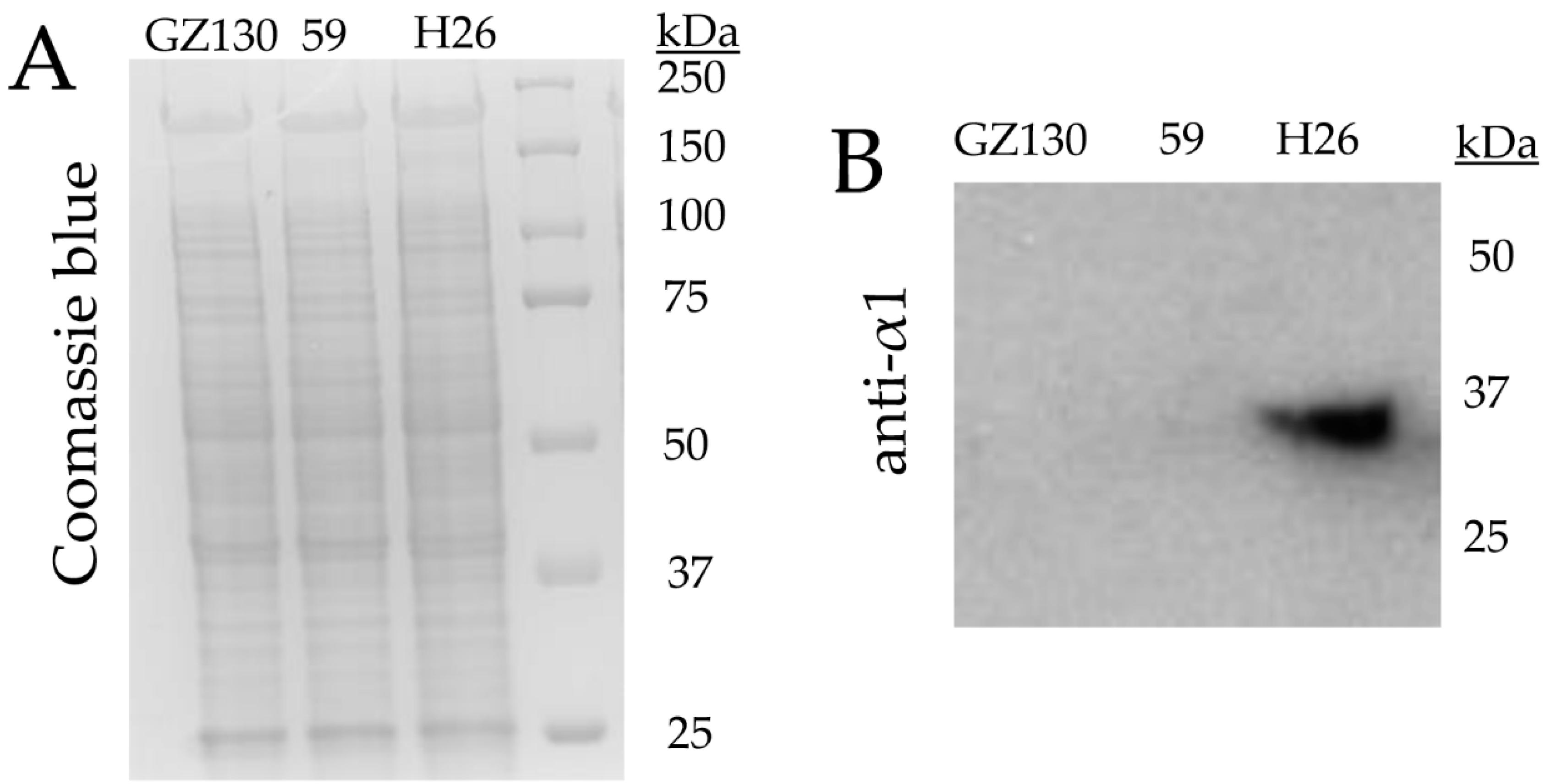 Genes 09 00562 g005 Genes 09 00562 g005