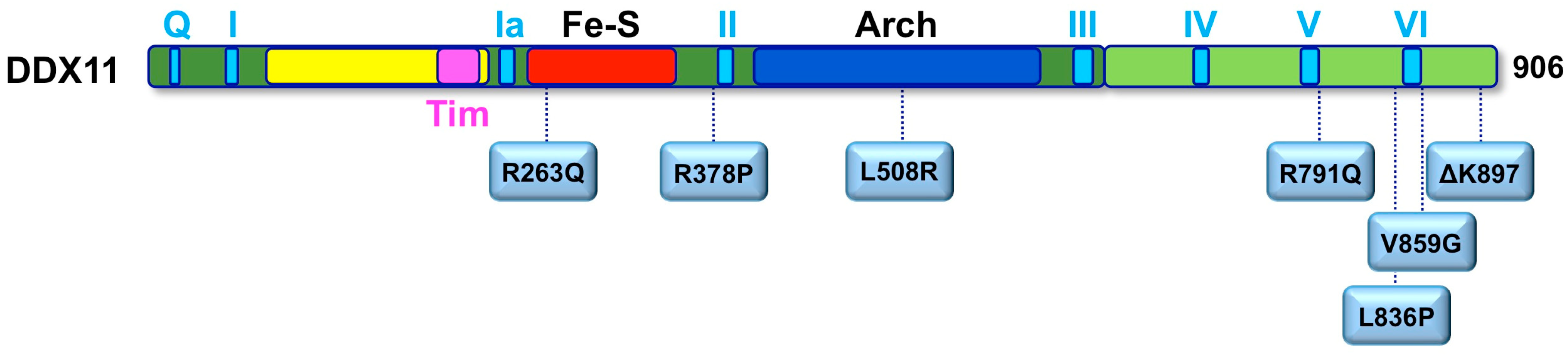 Genes 09 00564 g004