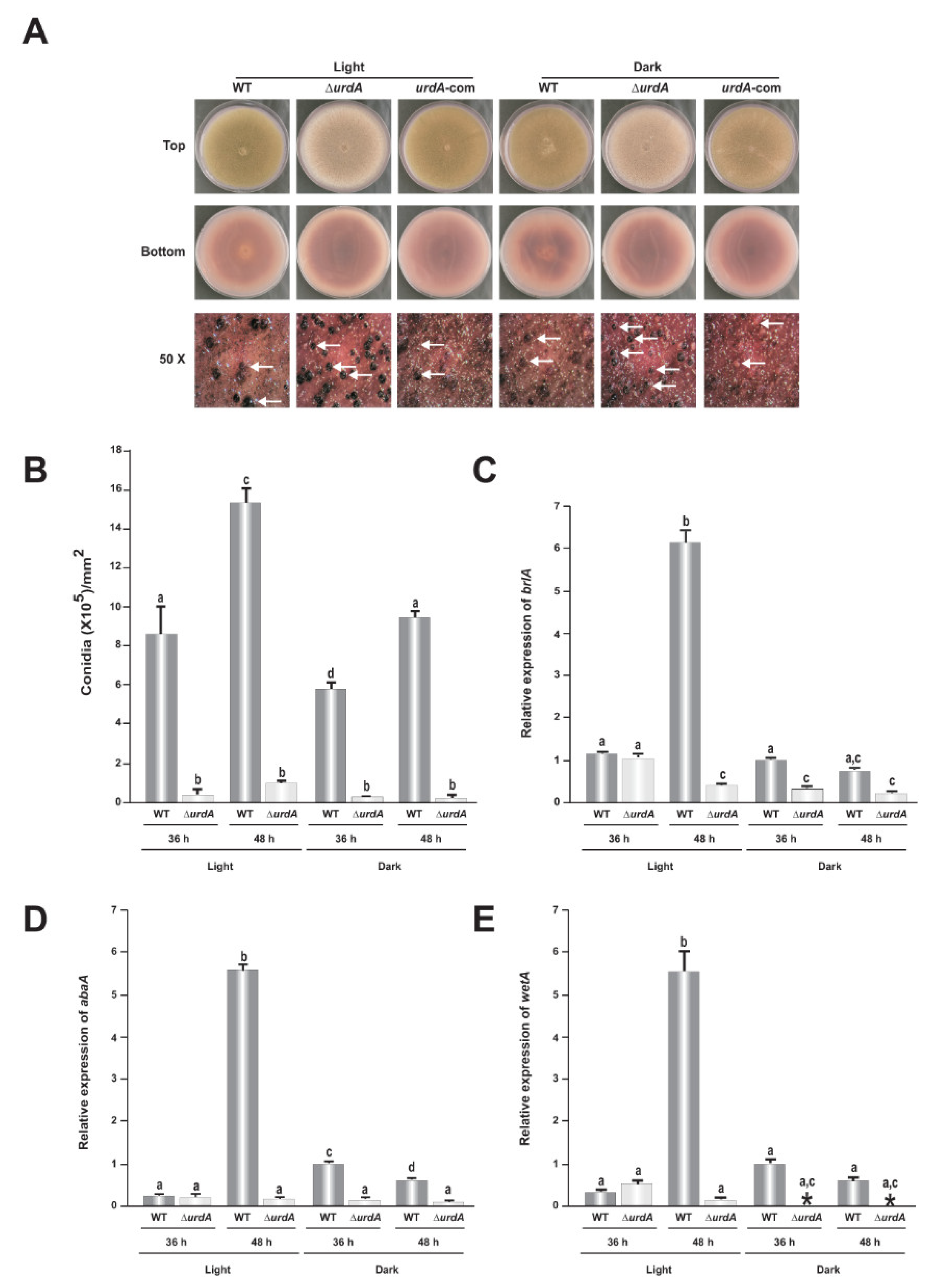 Genes 09 00570 g003 Genes 09 00570 g003