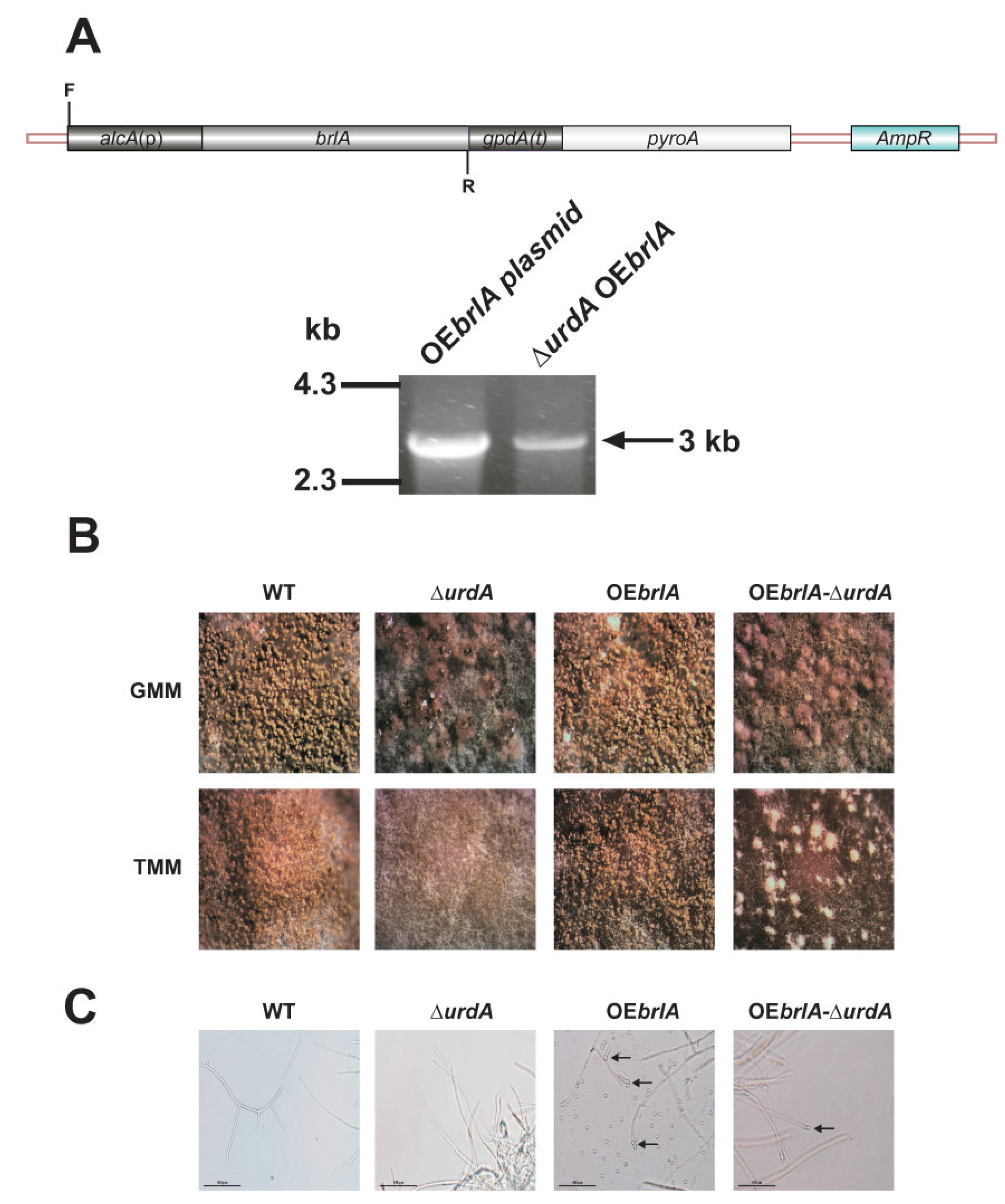 Genes 09 00570 g004 Genes 09 00570 g004