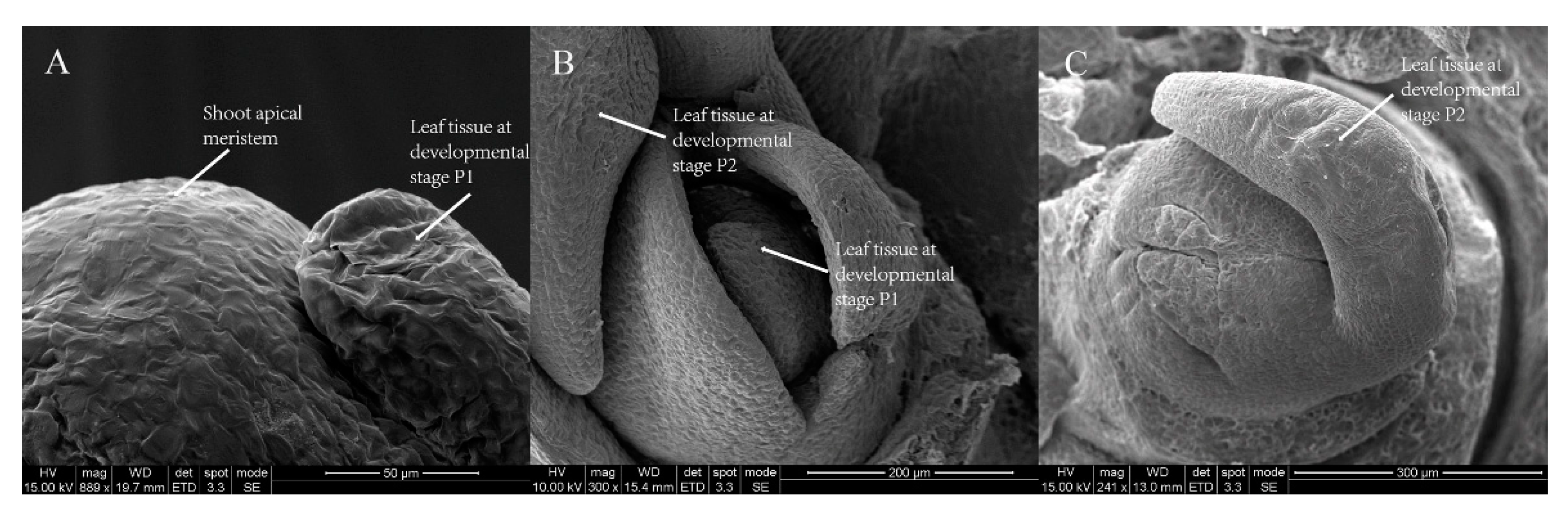 Genes 09 00577 g001a