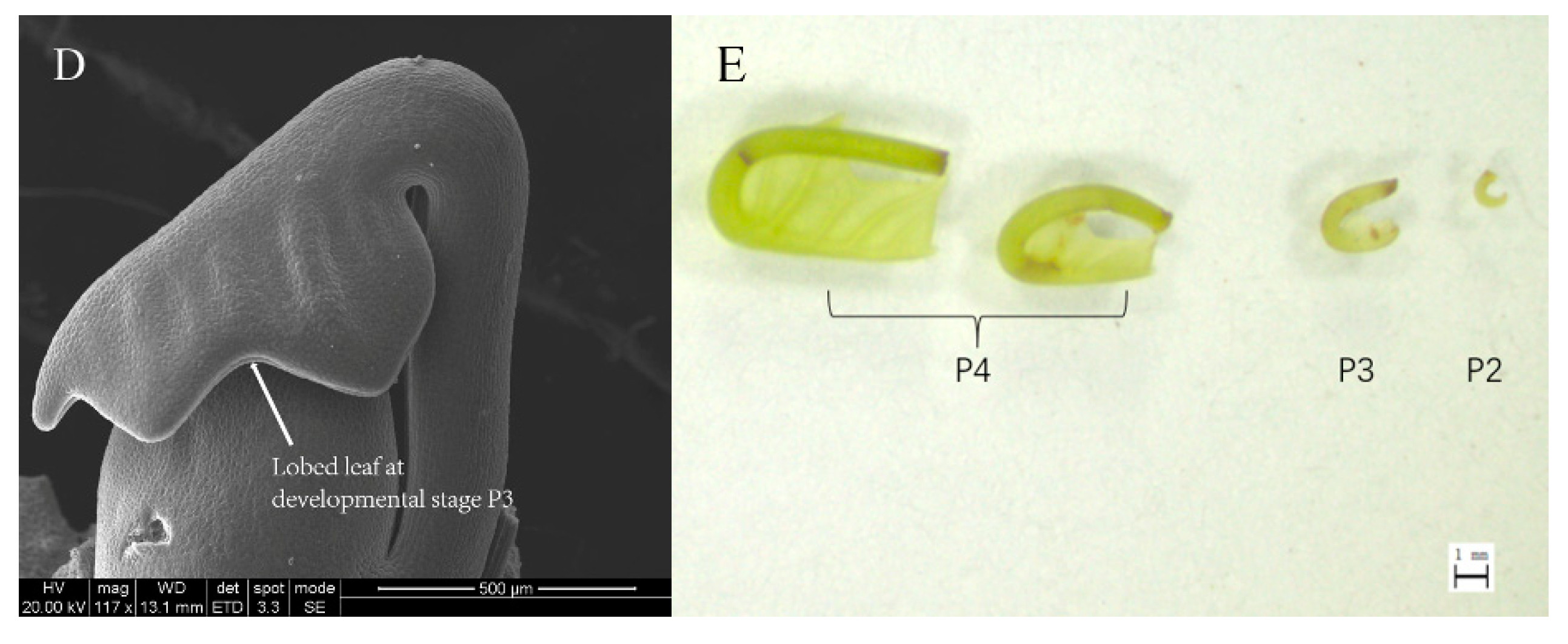 Genes 09 00577 g001b