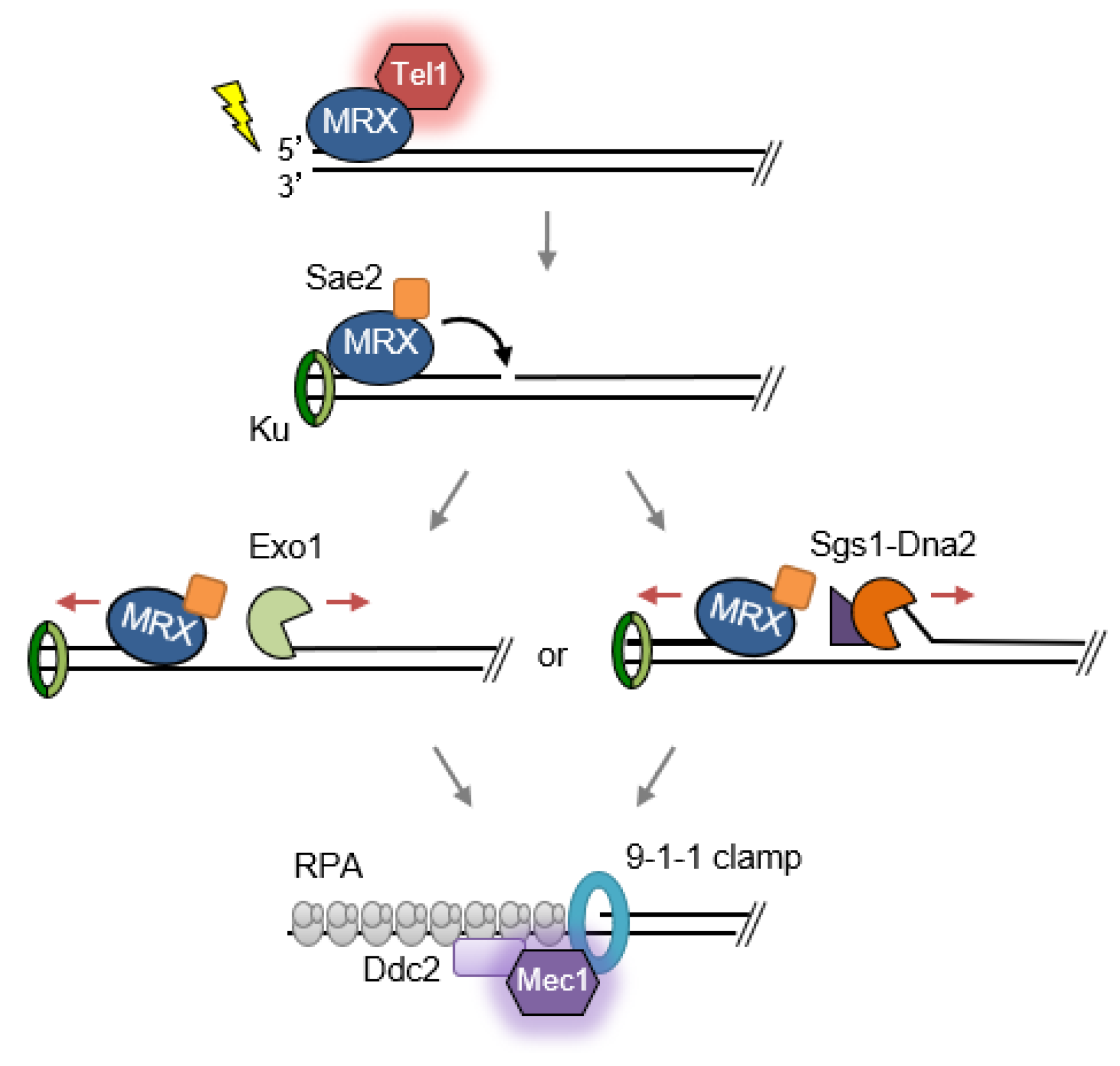 Genes 09 00589 g001