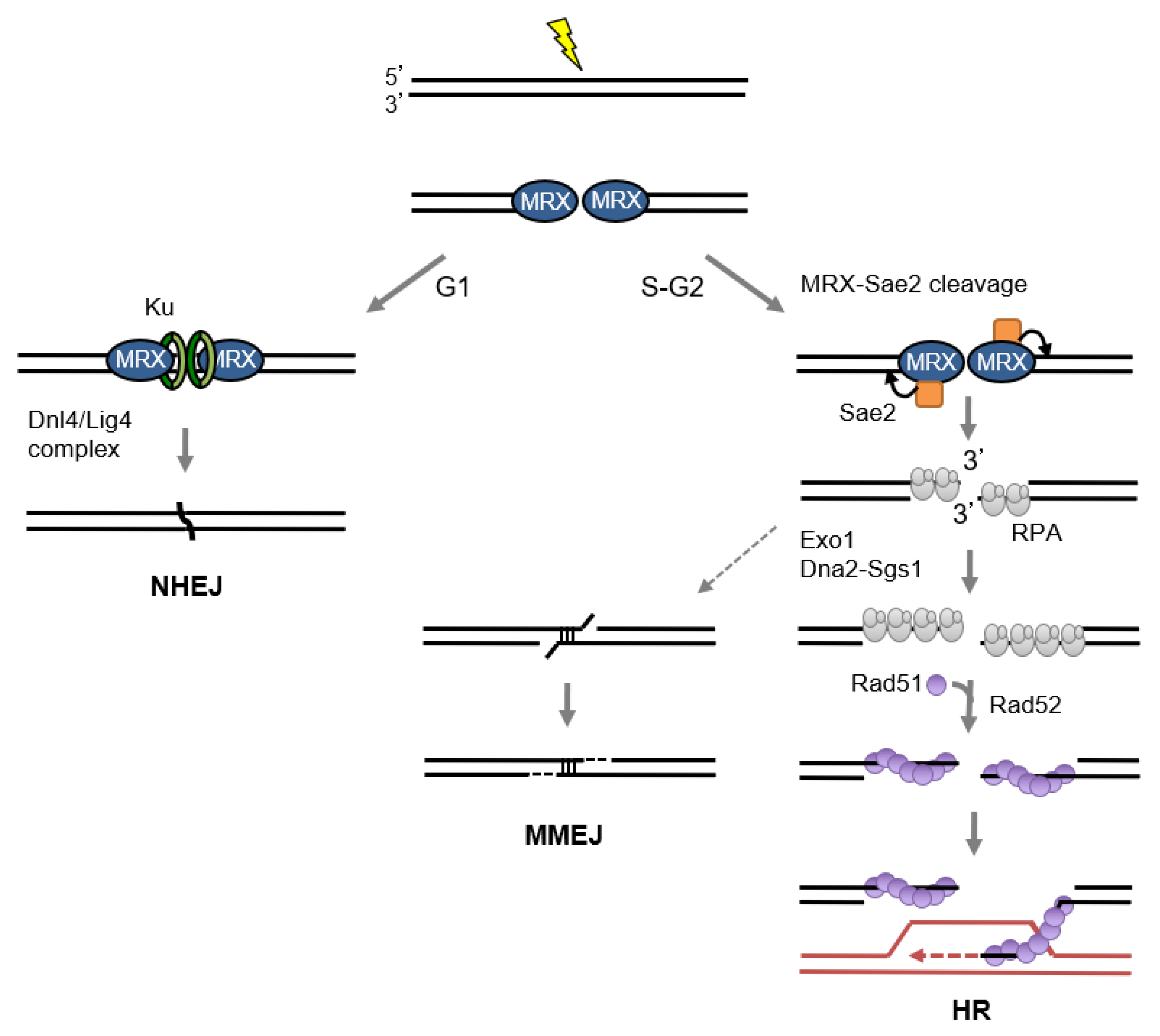 Genes 09 00589 g002