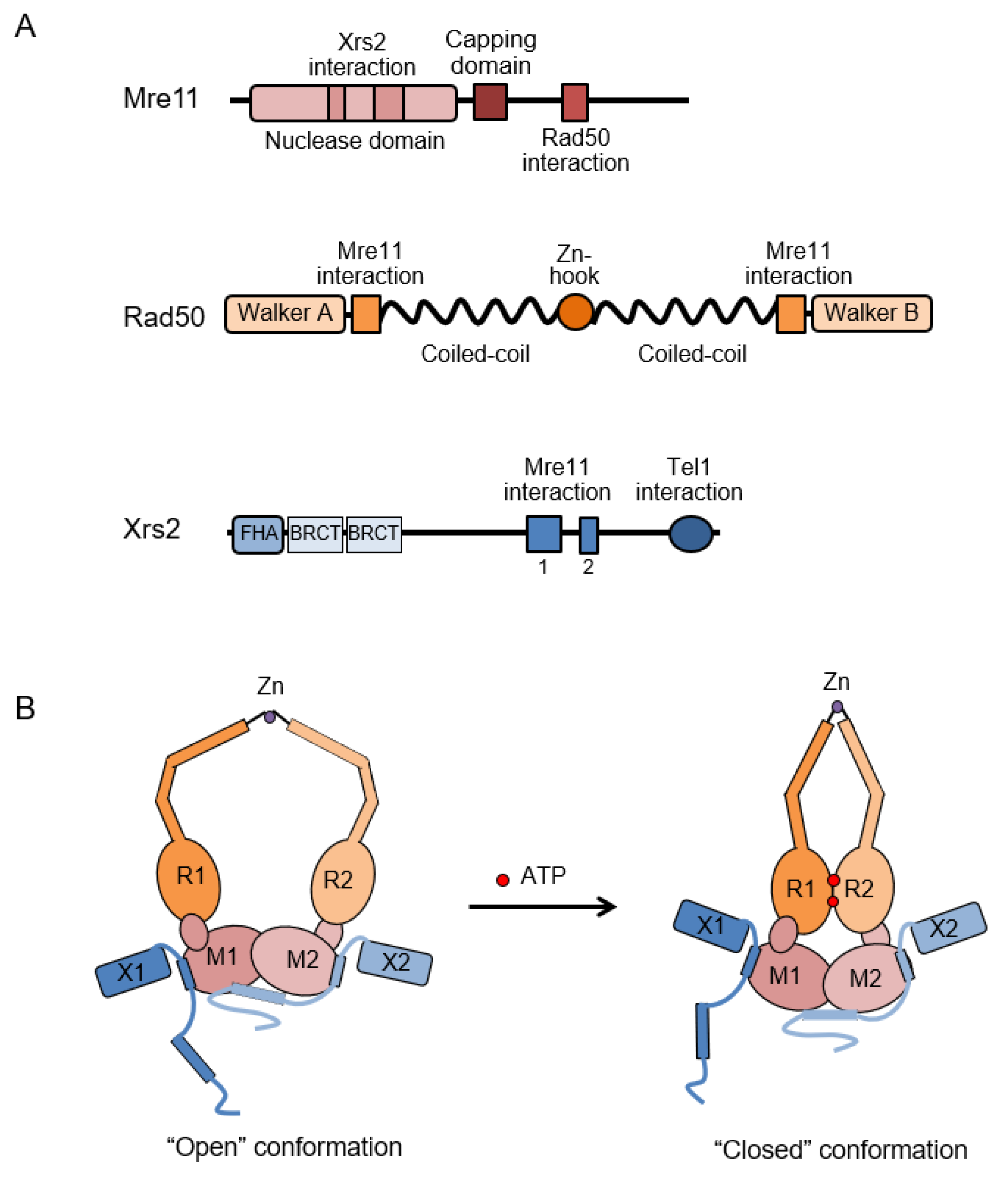 Genes 09 00589 g003