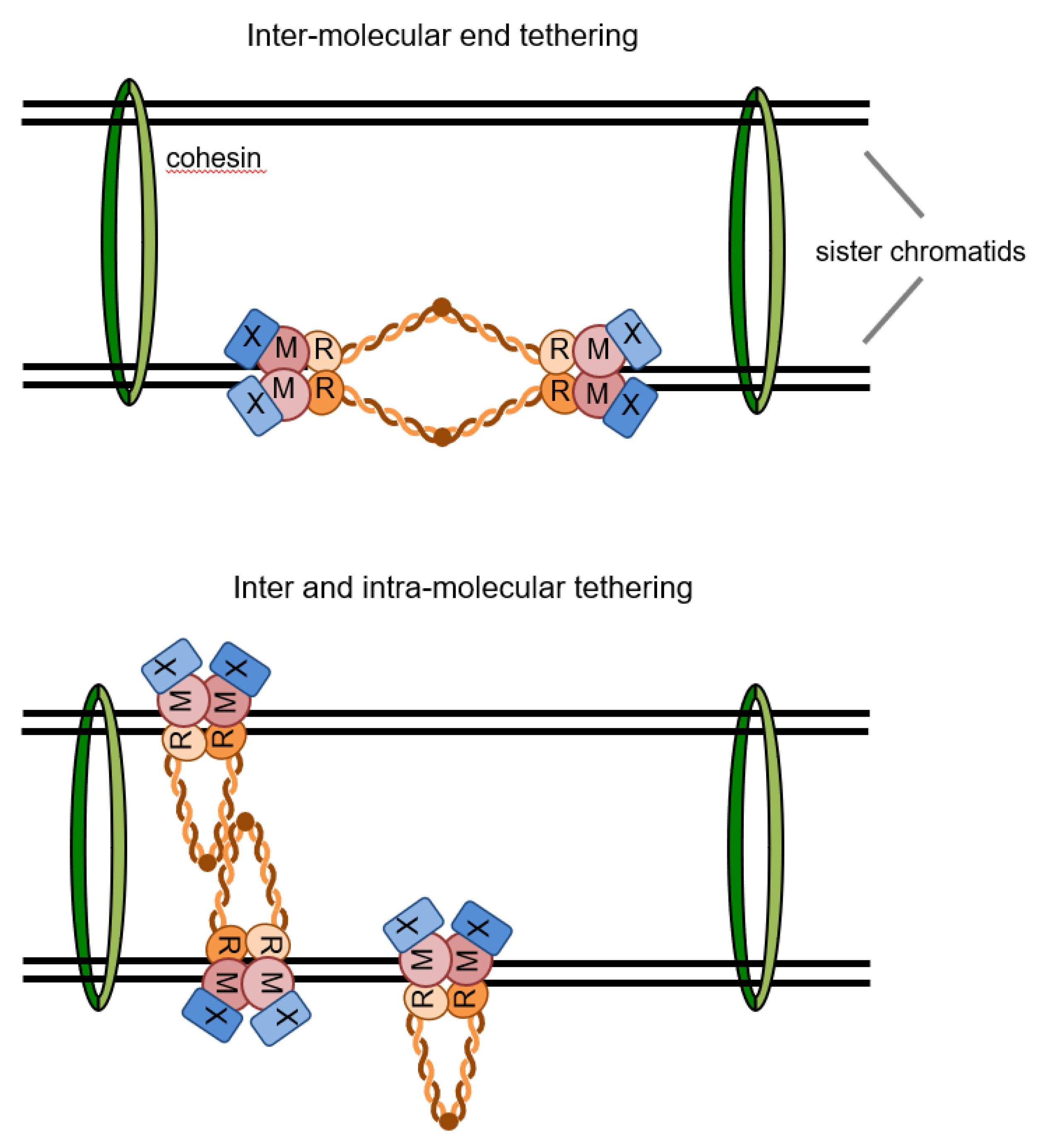 Genes 09 00589 g004