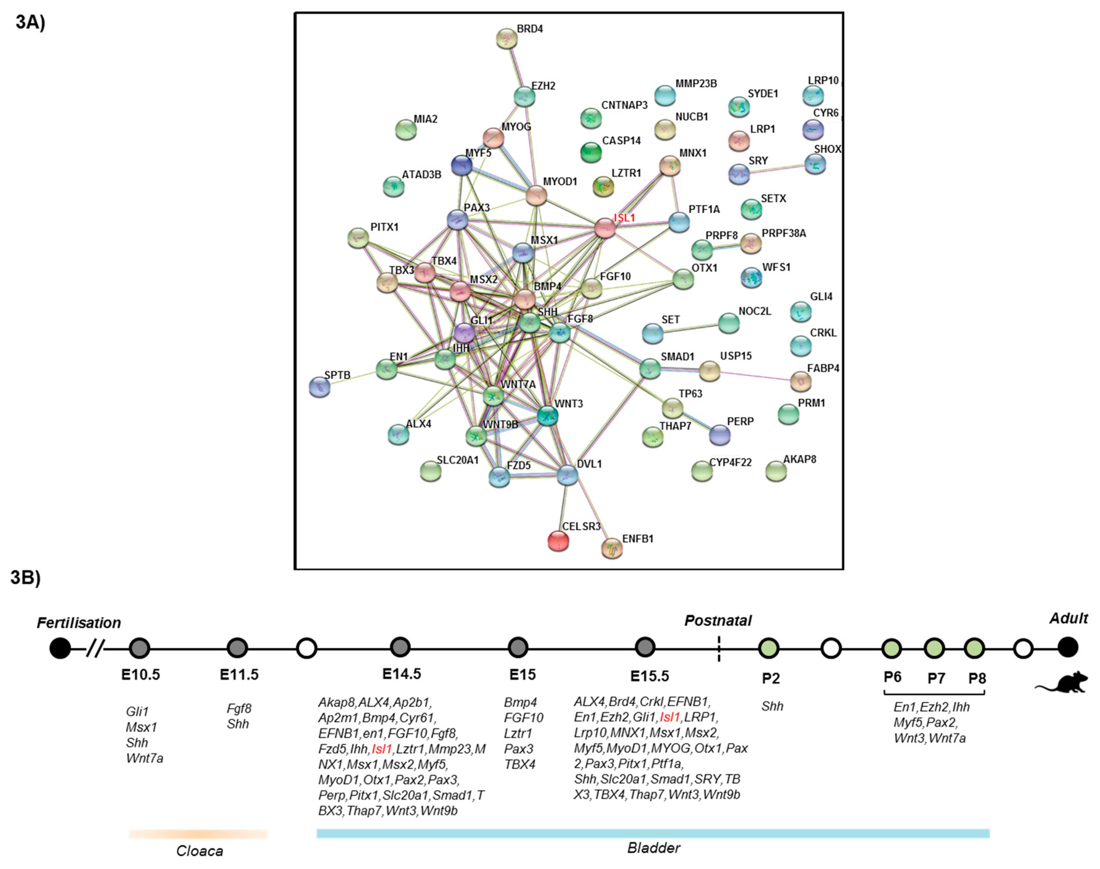 Genes 09 00609 g003 Genes 09 00609 g003